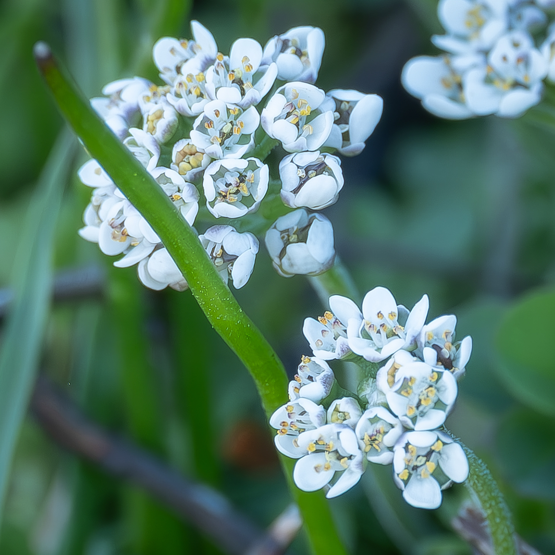 Shepherd's Cress (Teesdalia nudicaulis), Iceberg Point