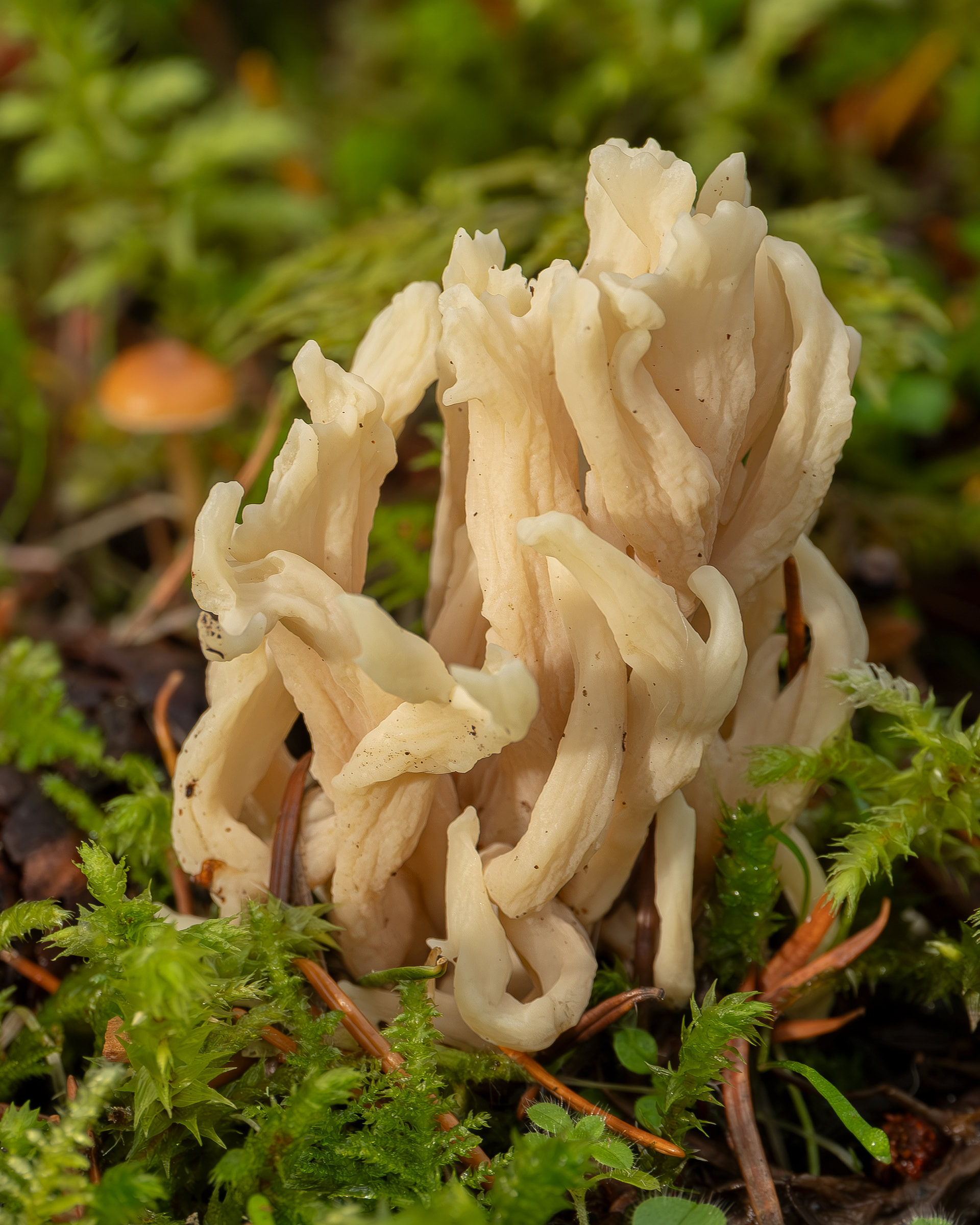 Wrinkled coral (Clavulina rugosa), Lopez Hill