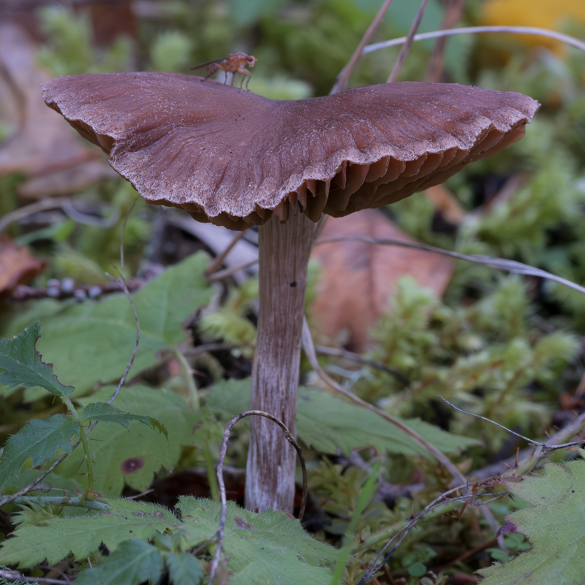 Galerina graminea (Cortinarius evernius), Richardson Marsh