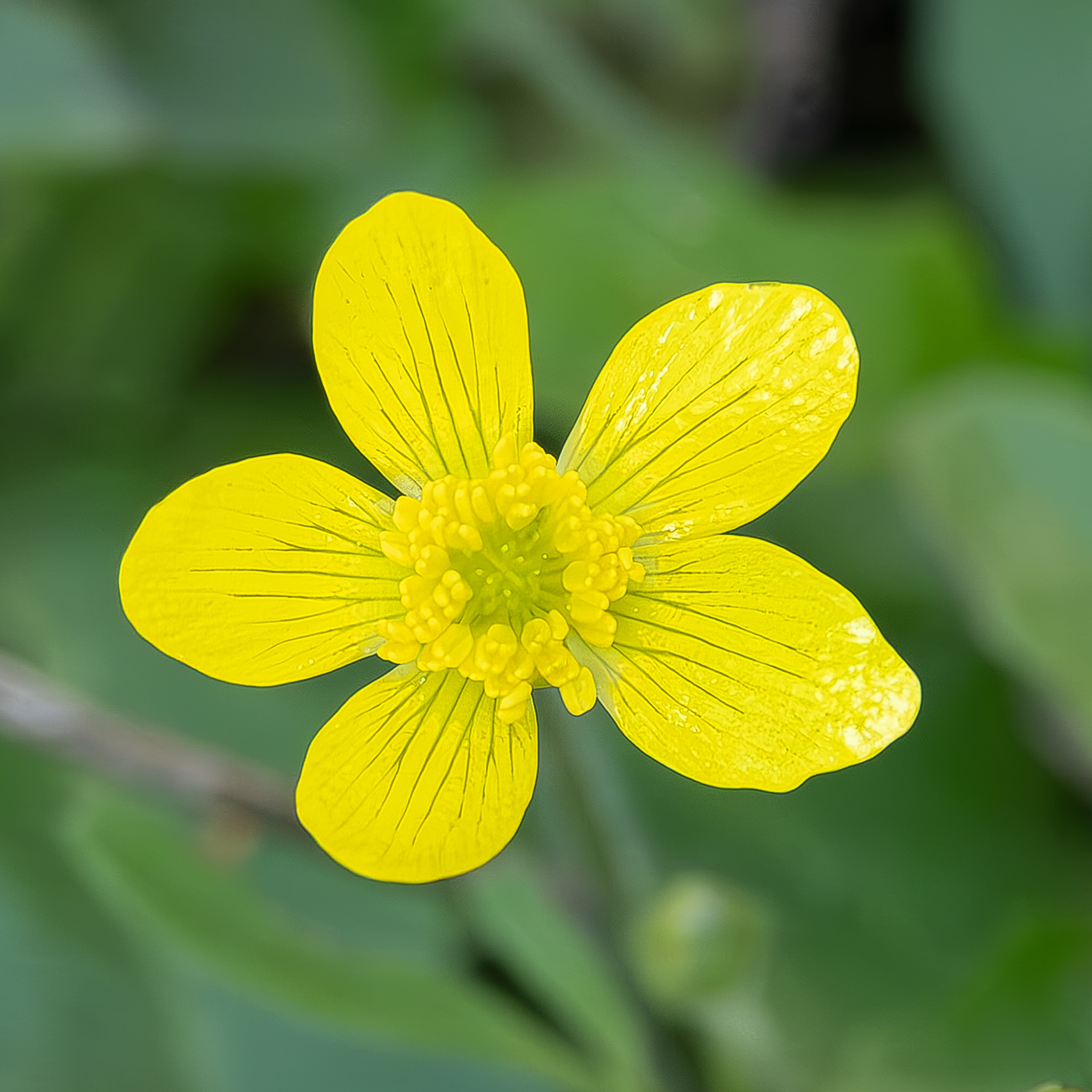 Western Buttercup (Ranunculus occidentalis), Chadwick Hill