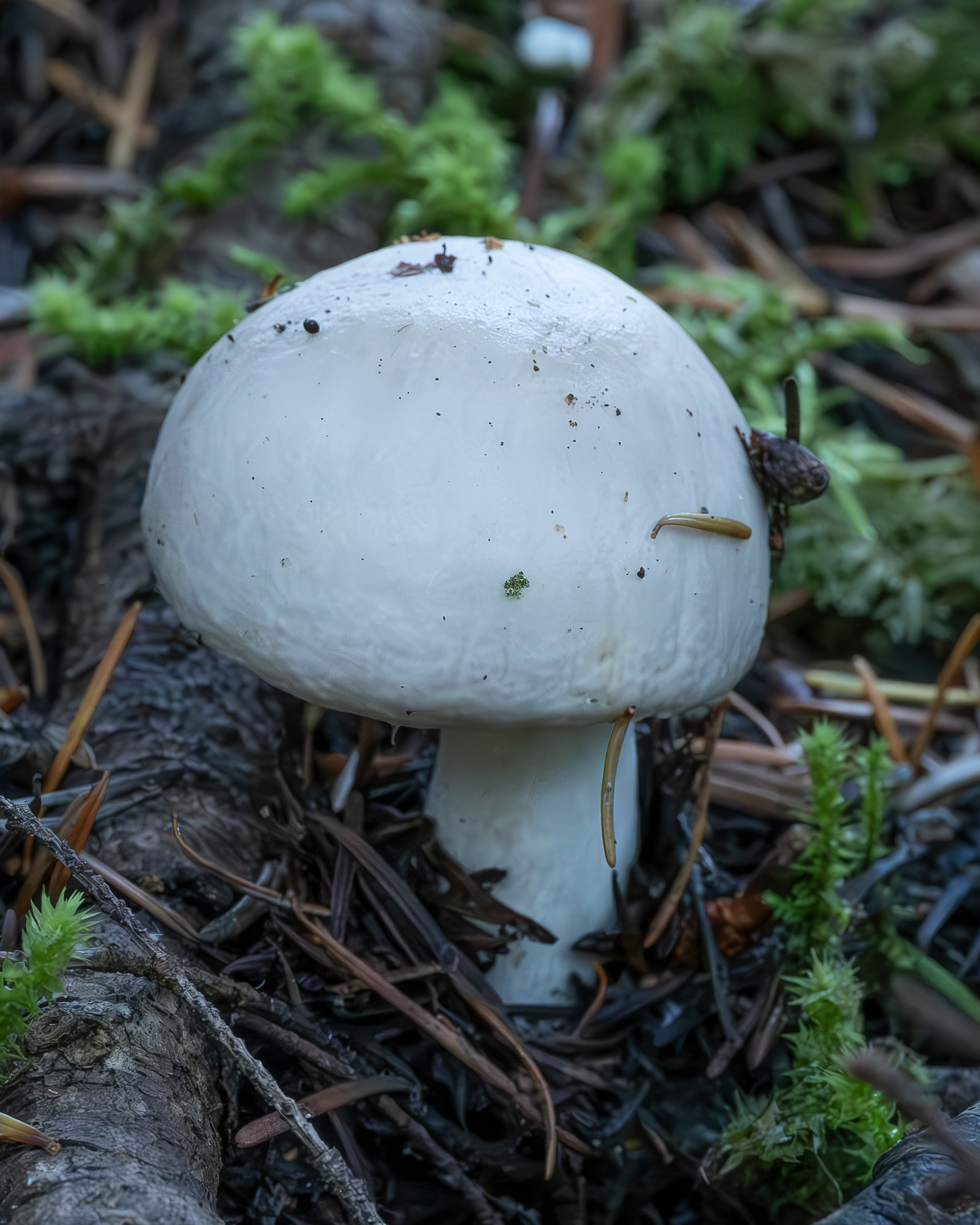 Wood mushroom (Agaricus sylvicola), Point Colville