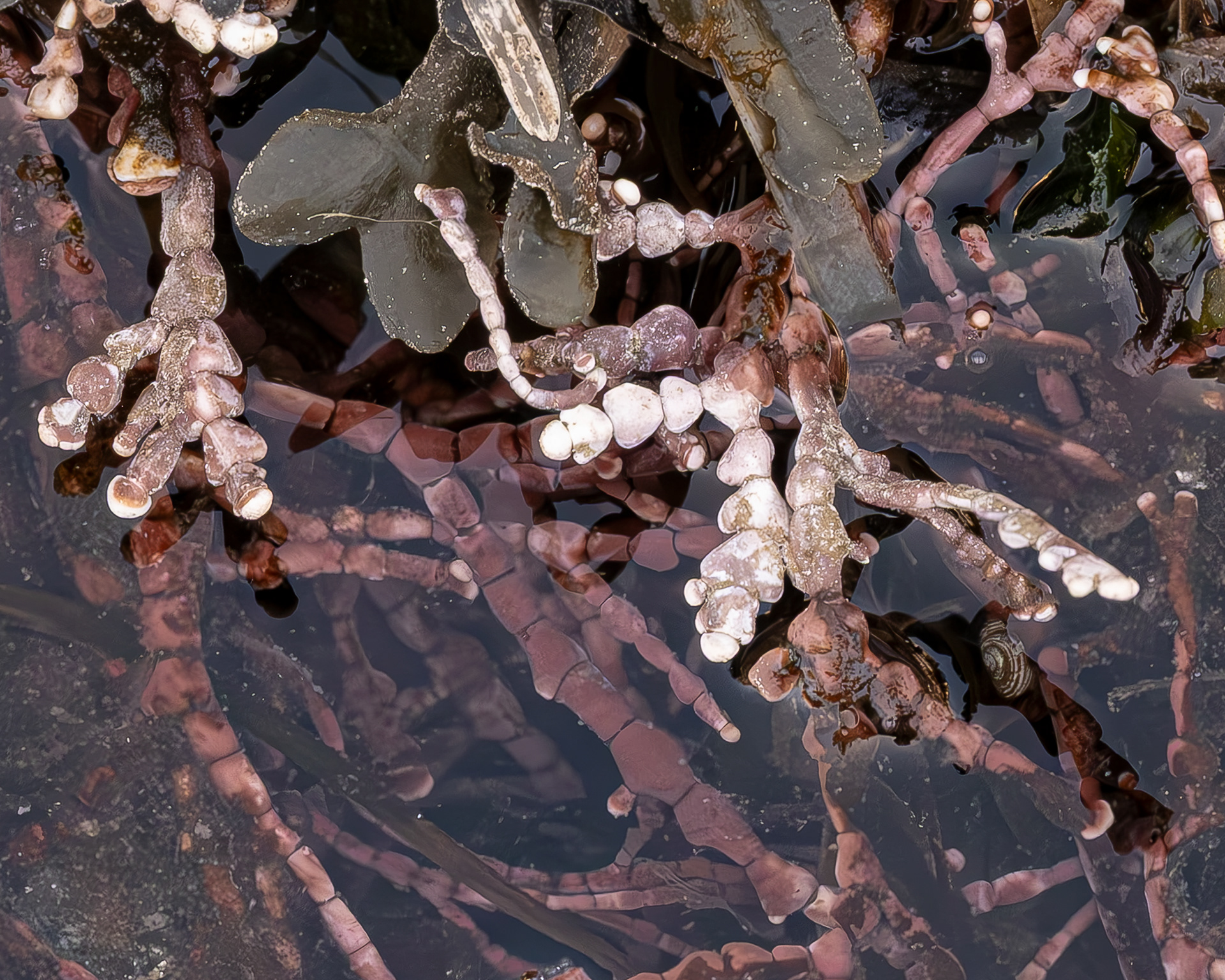 Calliarthron tuberculosum, Iceberg Point 