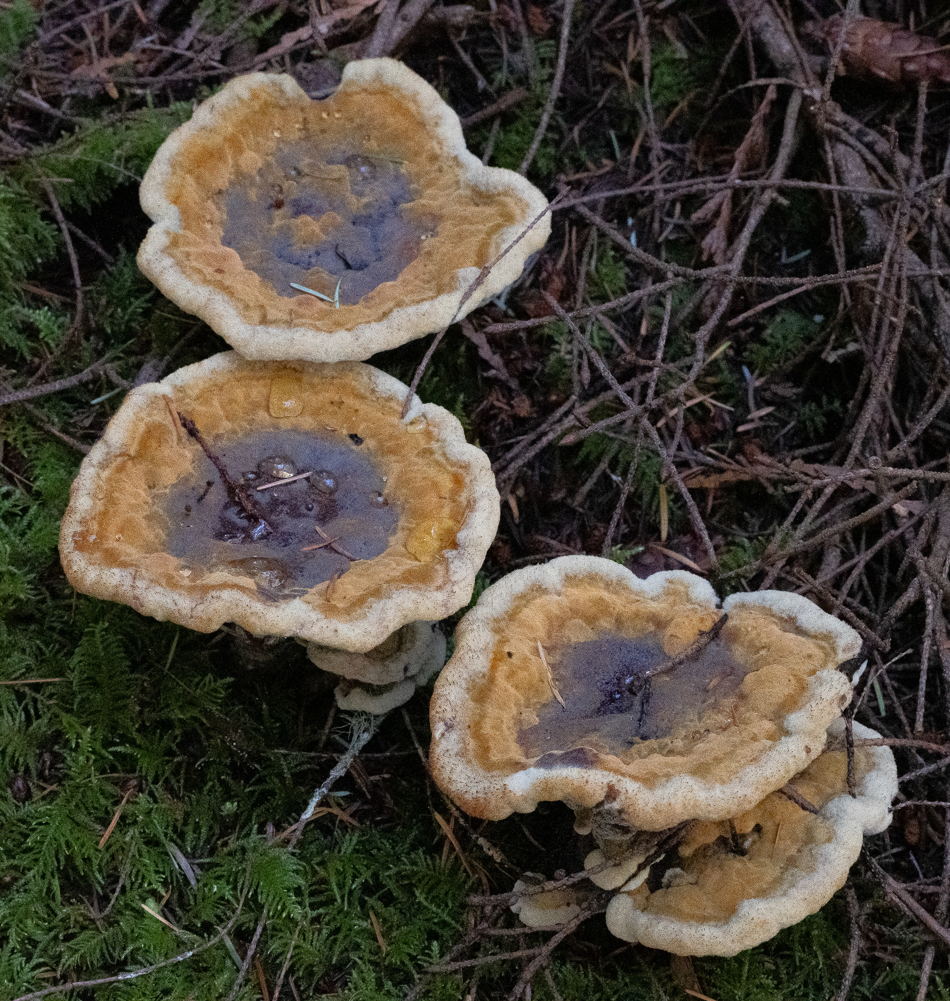 Dyer's polypore, (Phaeolus schweinitzii), Lopez Hill