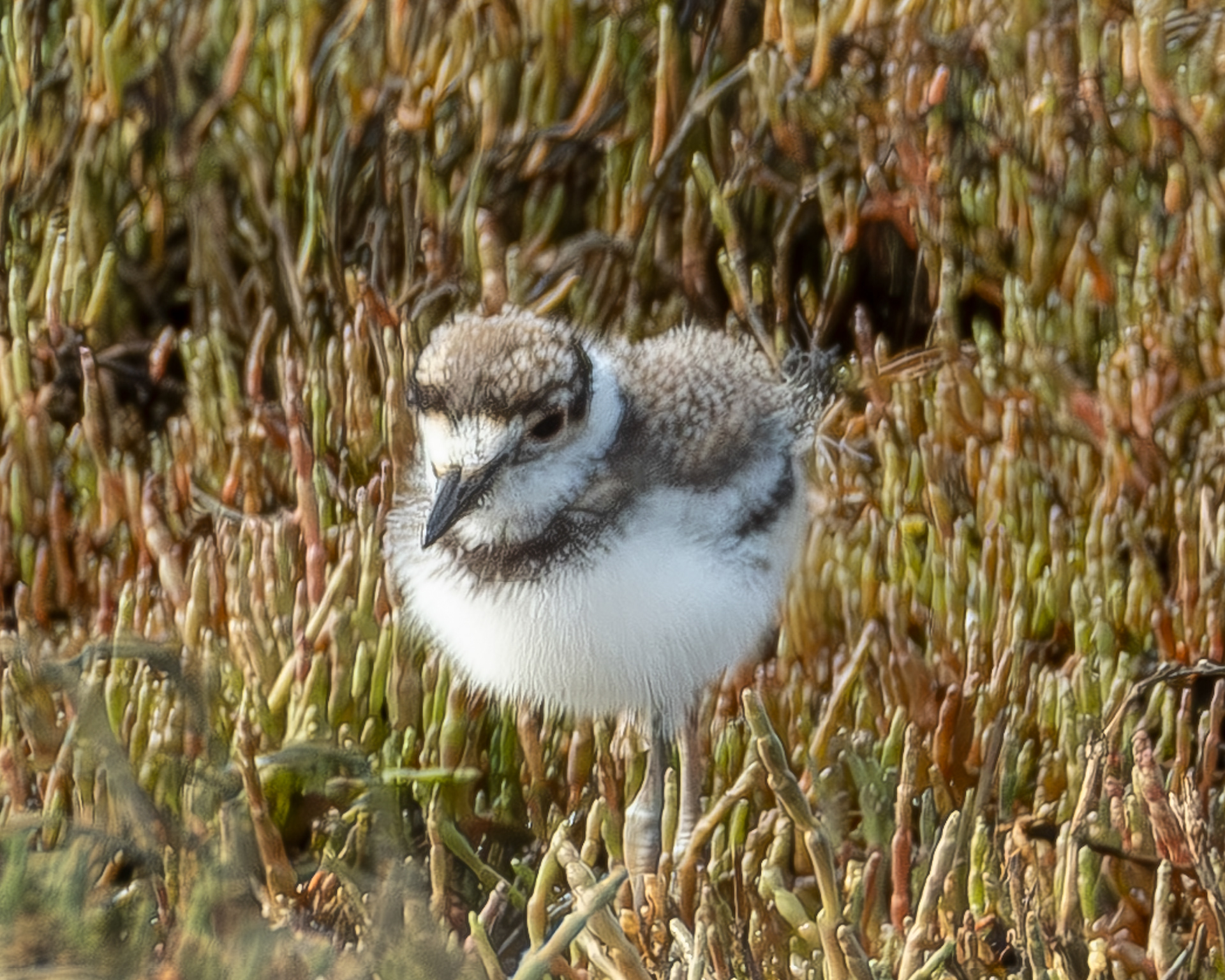 Killdeer chick, Weeks Wetland Preserve