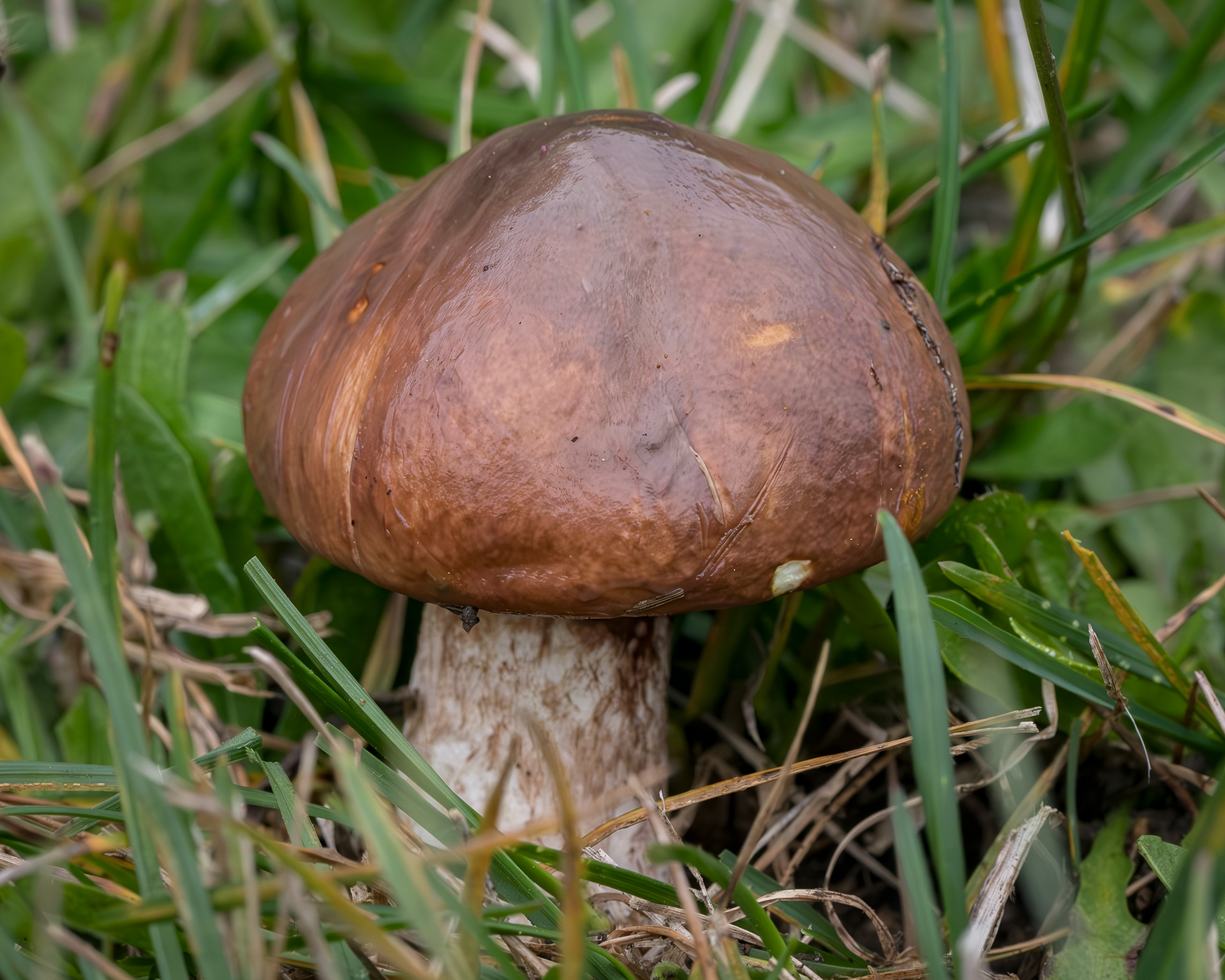 Short Slippery jack (Suillius brevipes), Kjargaard Road