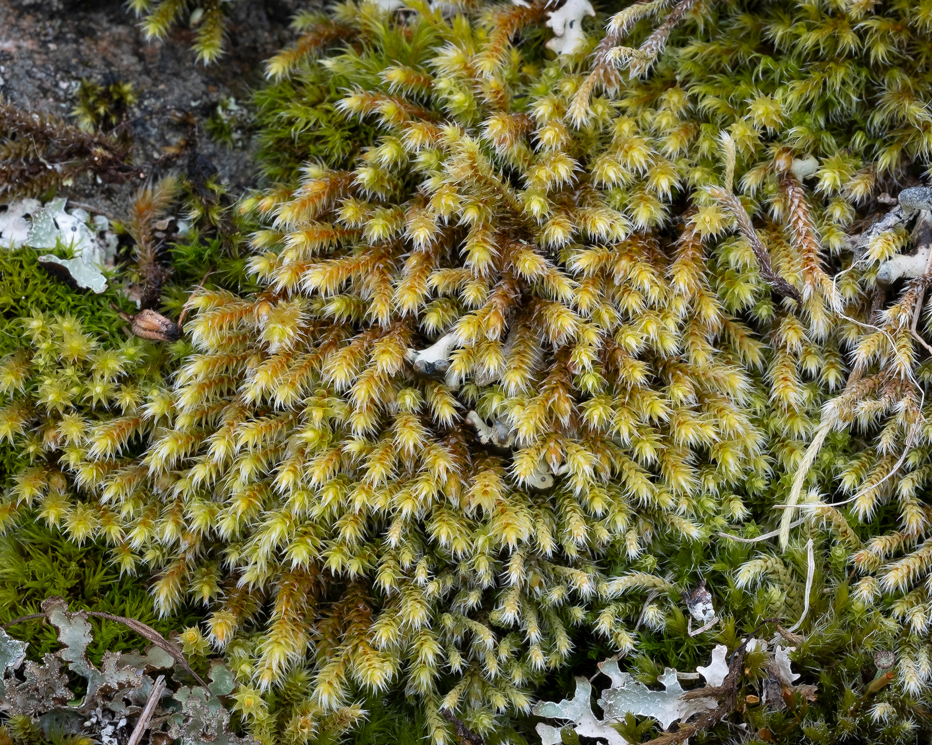 Starry Hoarmoss (Hedwigia stellata), Kjargaard Road