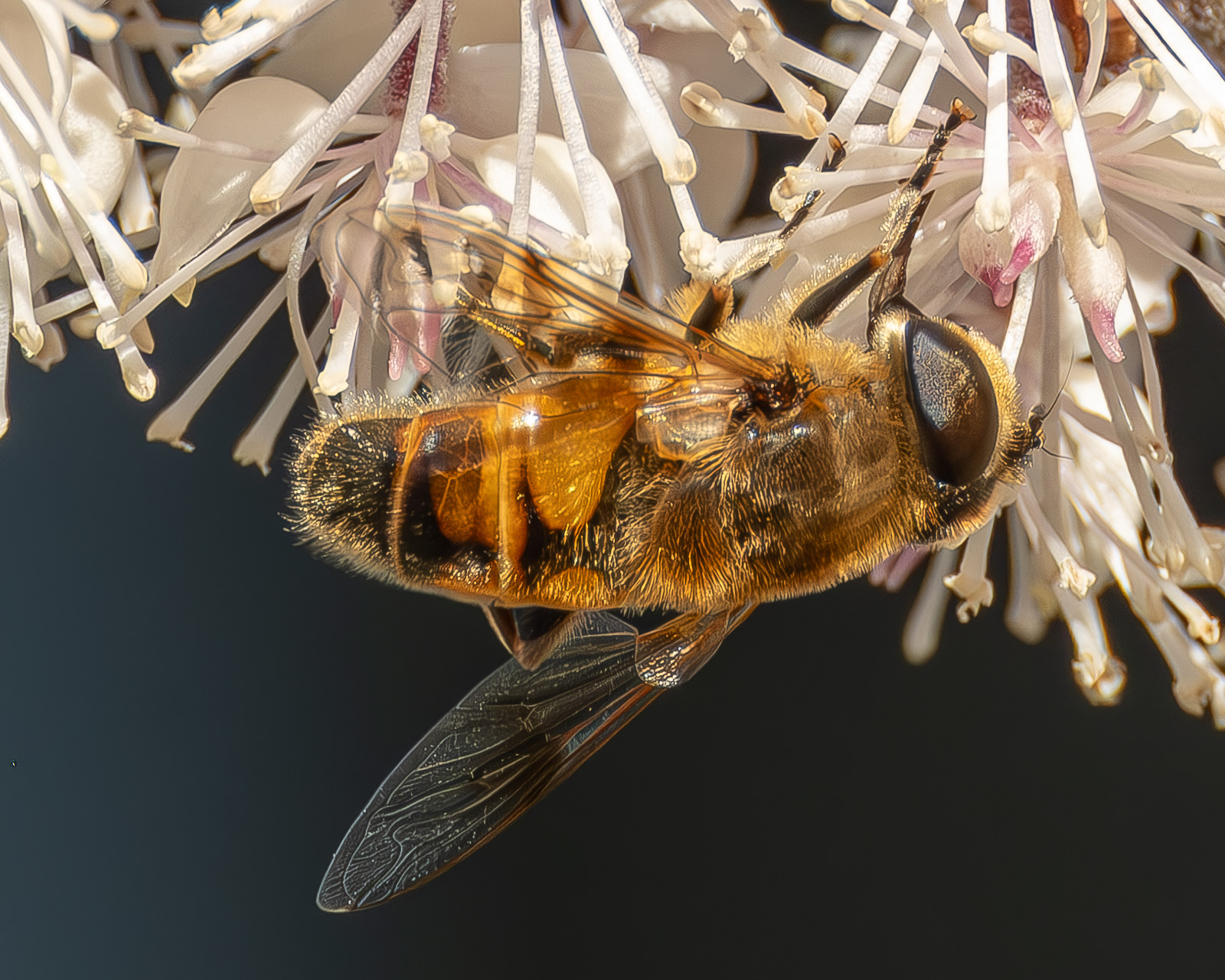 Common Drone Fly (Eristalis tenax), Kjargaard Road