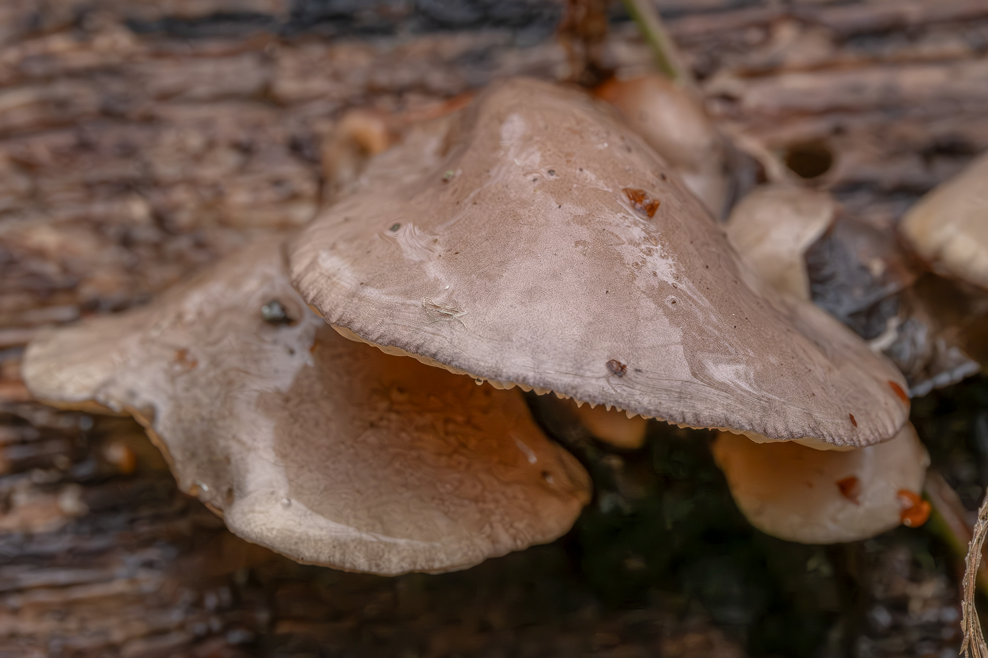 Late fall oyster mushroom (Panellus serotinus), Shark Reef