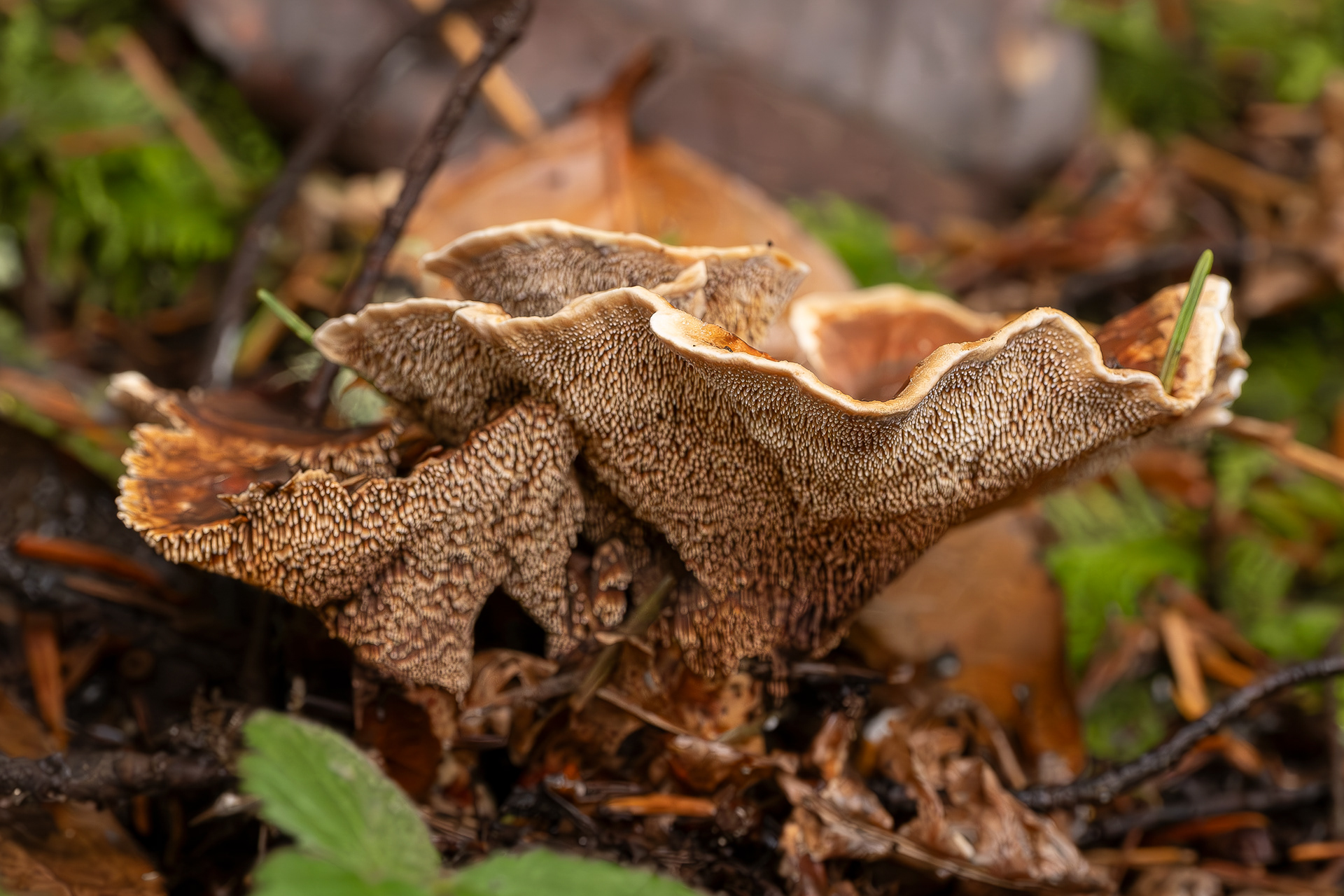 Orange spine (Hydnellum aurantiacum), Chadwick Hill