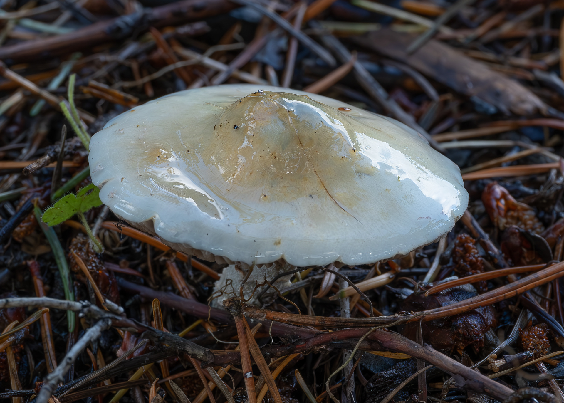 Slimy scalycap (Pholiota lenta), Kjargaard Road
