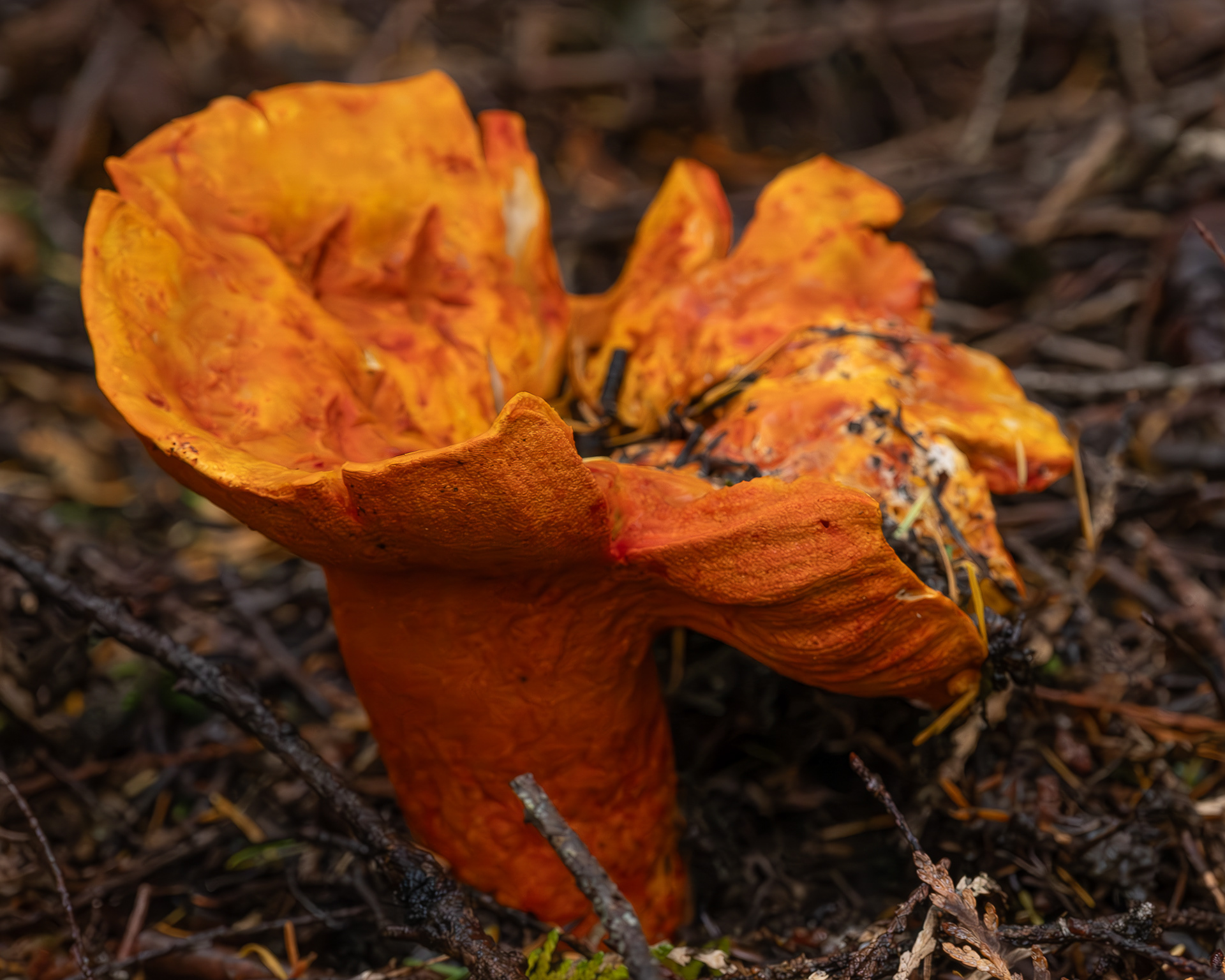 Lobster mushroom (Hypomyces lactifluorum), Hummel Lake Preserve