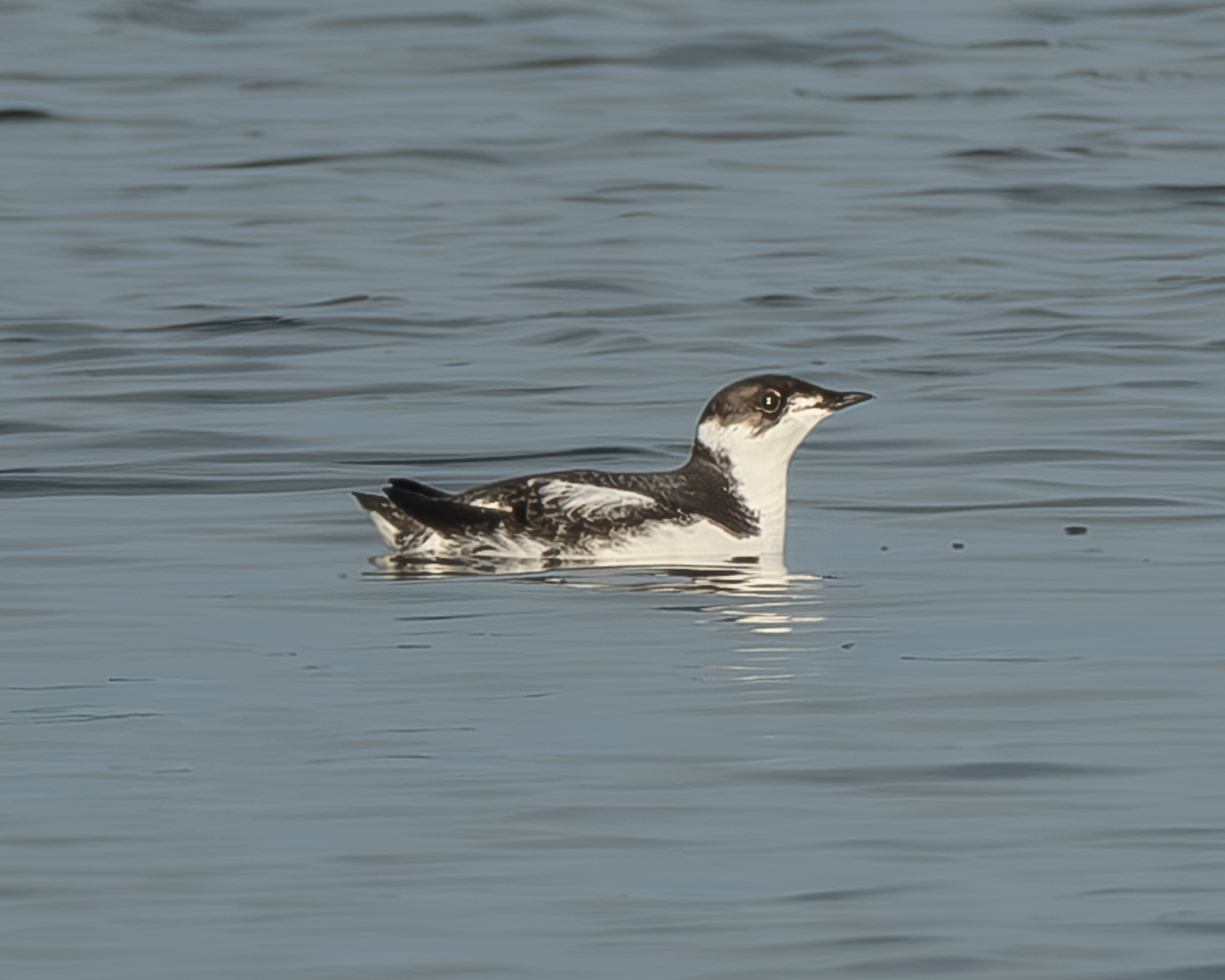 Marbled Murrelet, Otis Perkins Park