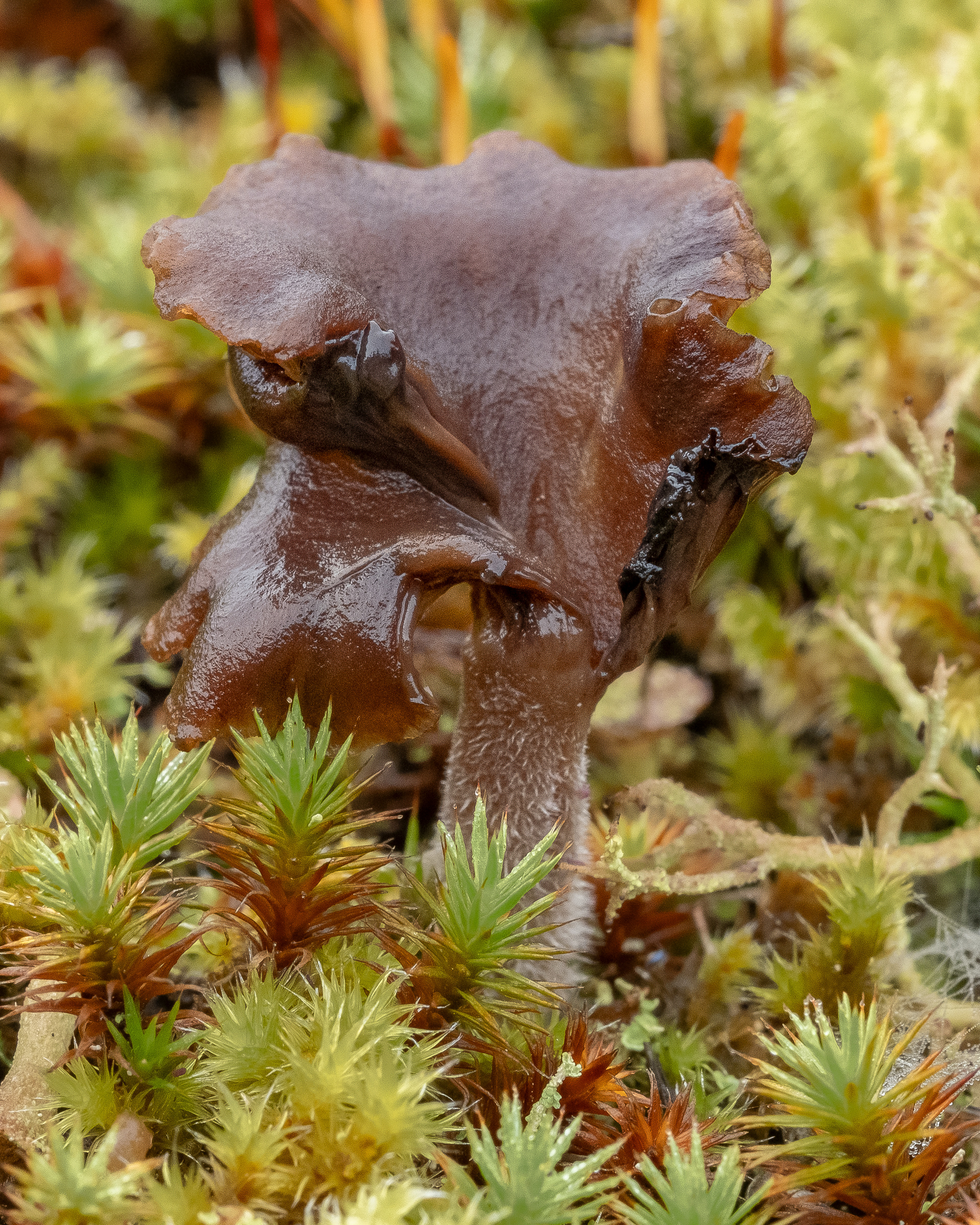 Arrhenia lobata. Ljargaard Road