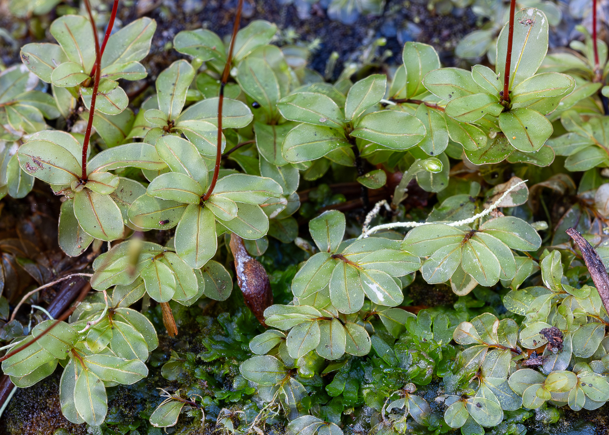 Rhizomnium Moss (Rhizomnium glabrescens), Point Colville
