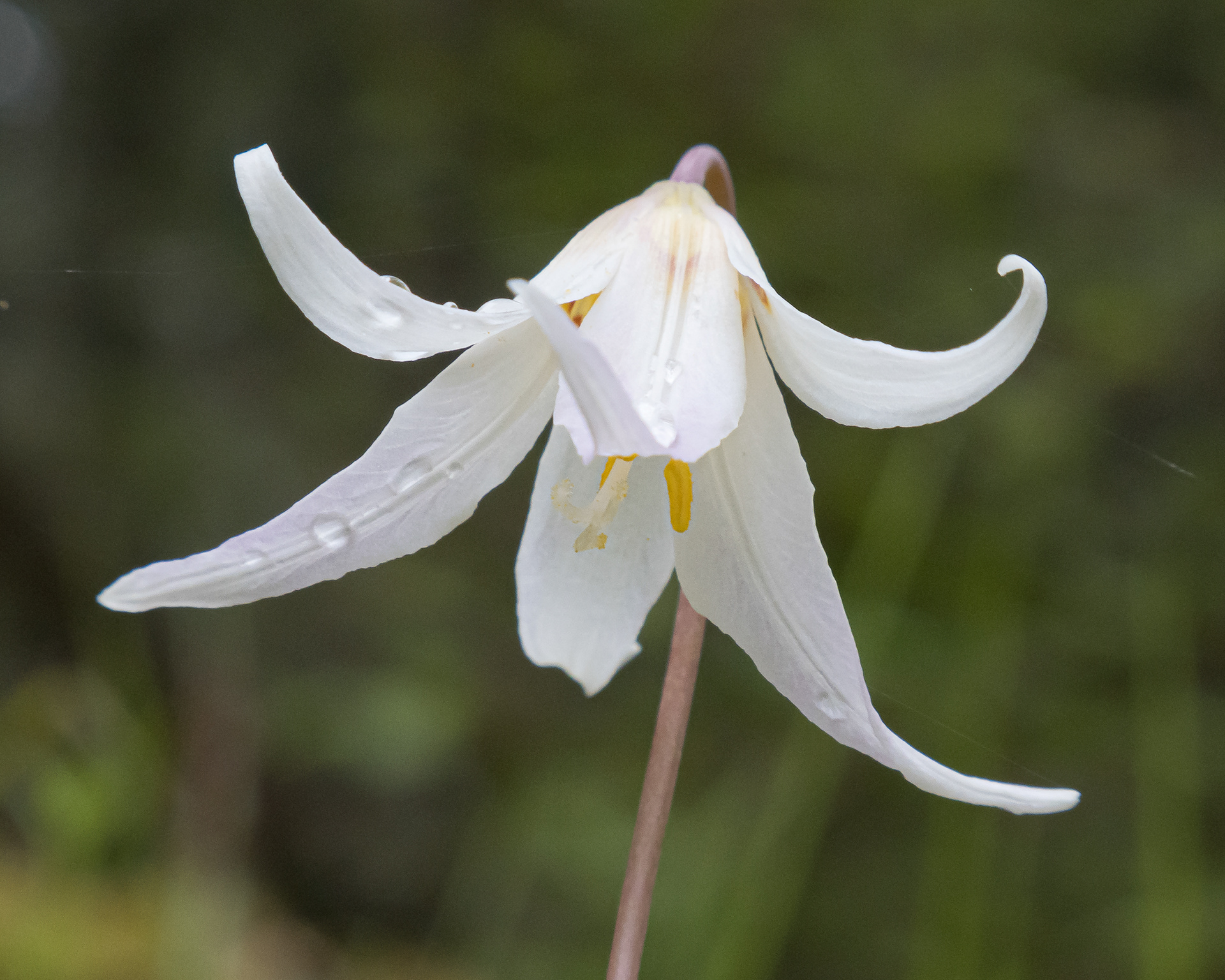Giant white fawn lily (Erythronium oregonum) Lopez Hill
