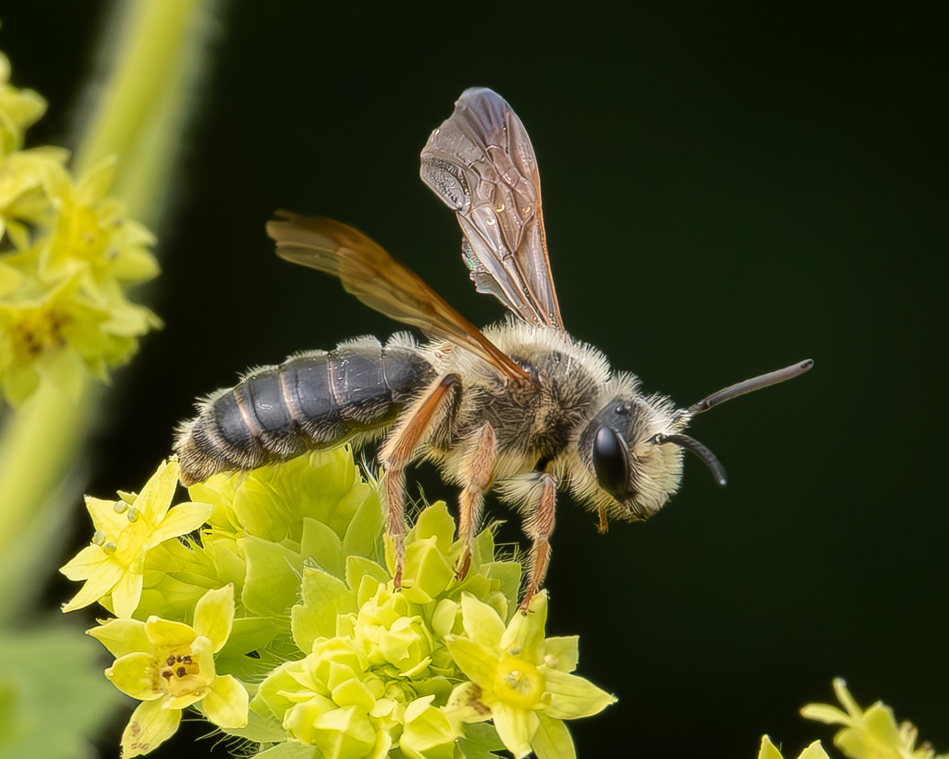 Prunus Miner Bee (Andrena prunorum), Kjargaard Road
