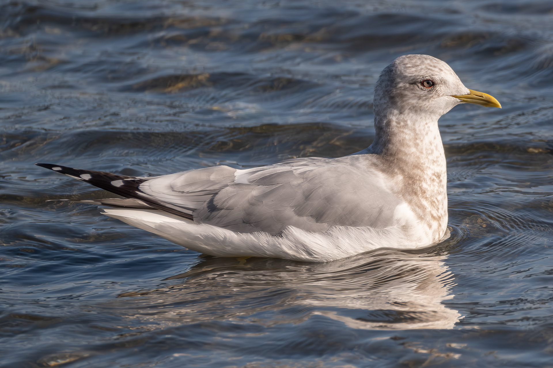 Short-billed Gulls, Spencer Spit
