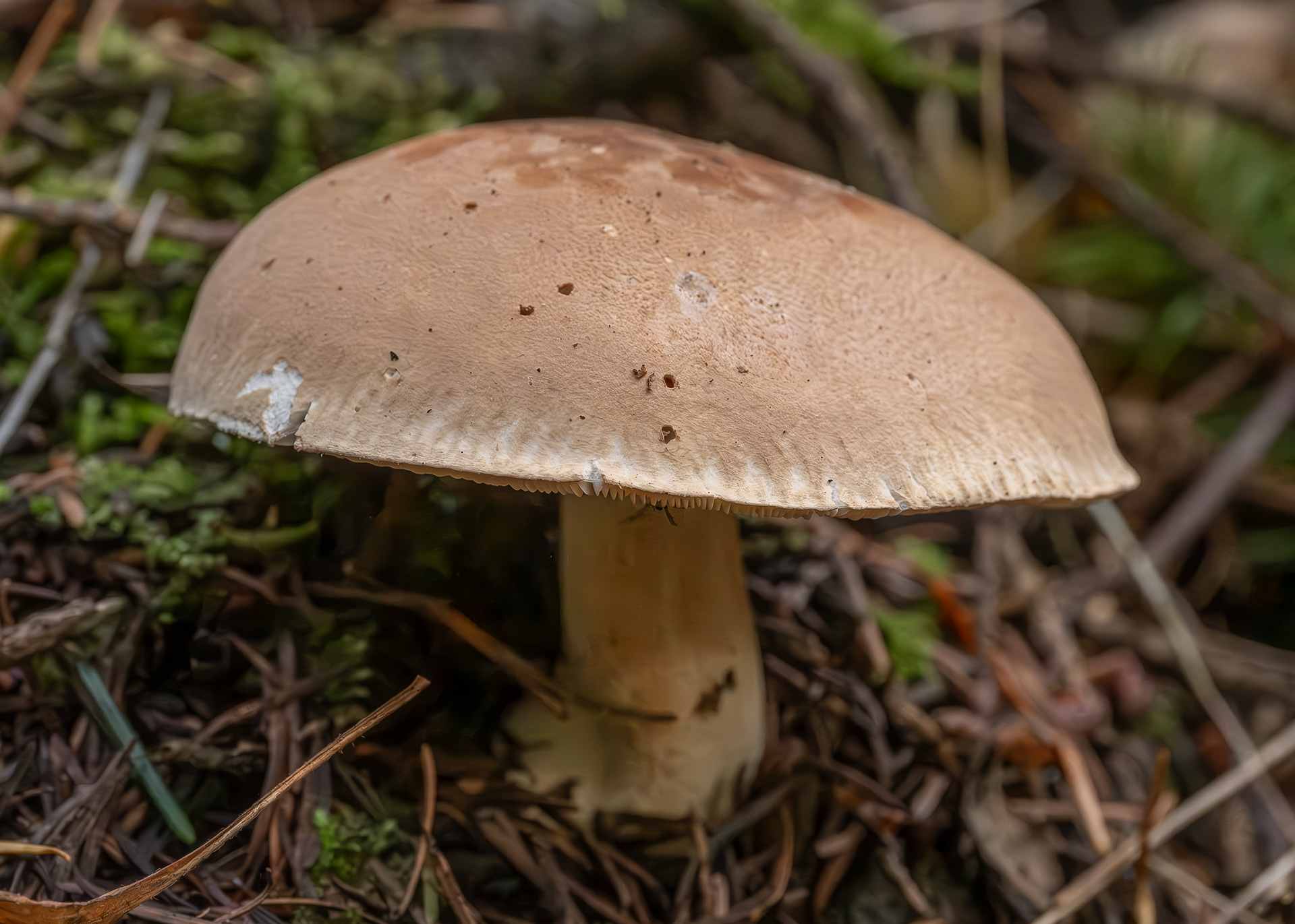 Bitter brown Leucopaxillus (Leucopaxillus gentianeus), Lopez Hill