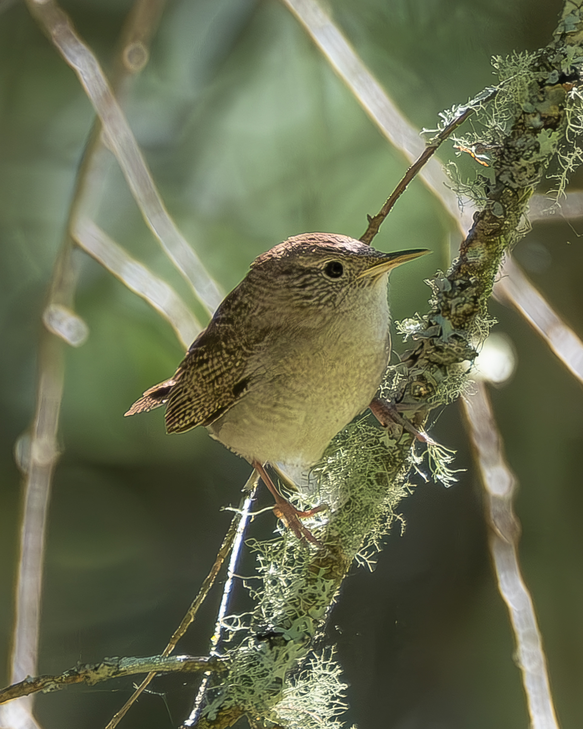 House Wren, Odlin South