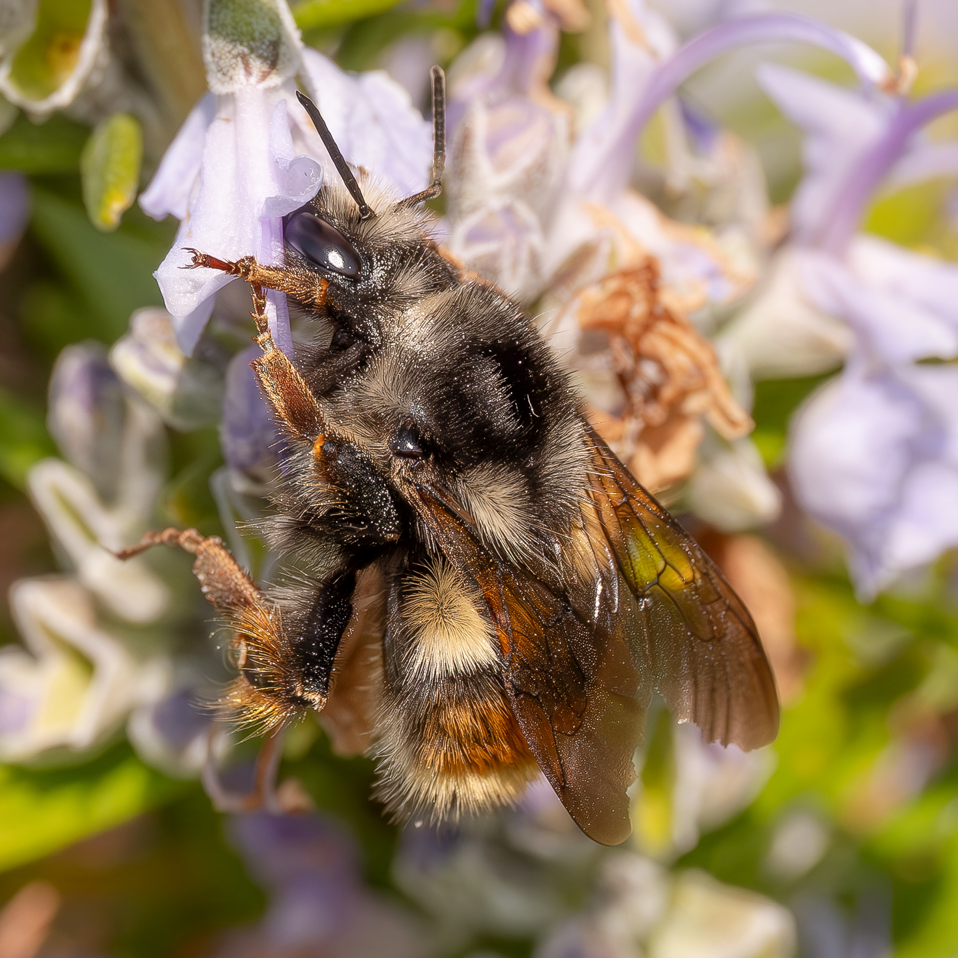 Vancouver Bumble Bee (Bombus vancouverensis), Kjargaard Road