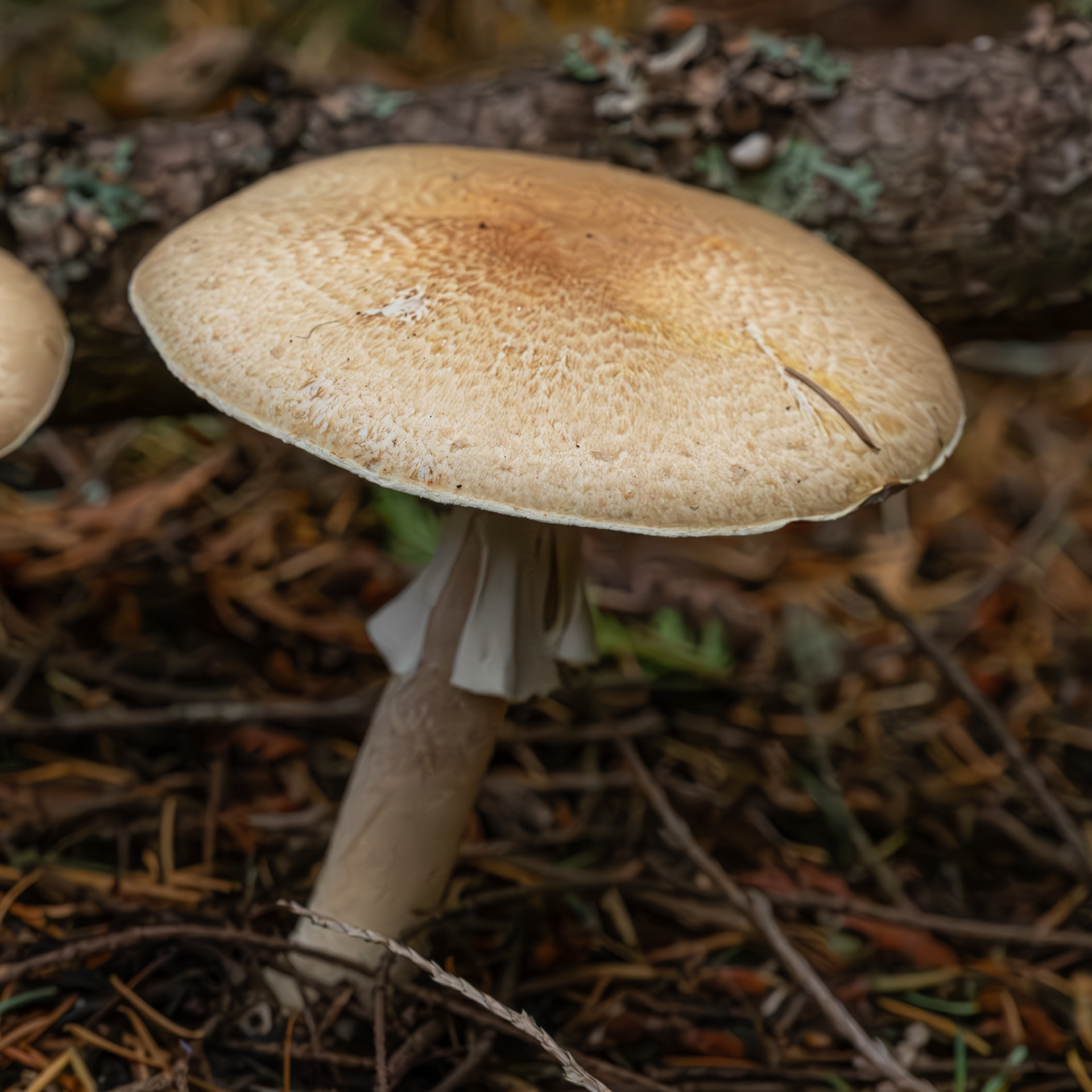 The Prince (Agaricus Augustus), Hummel Lake Preserve