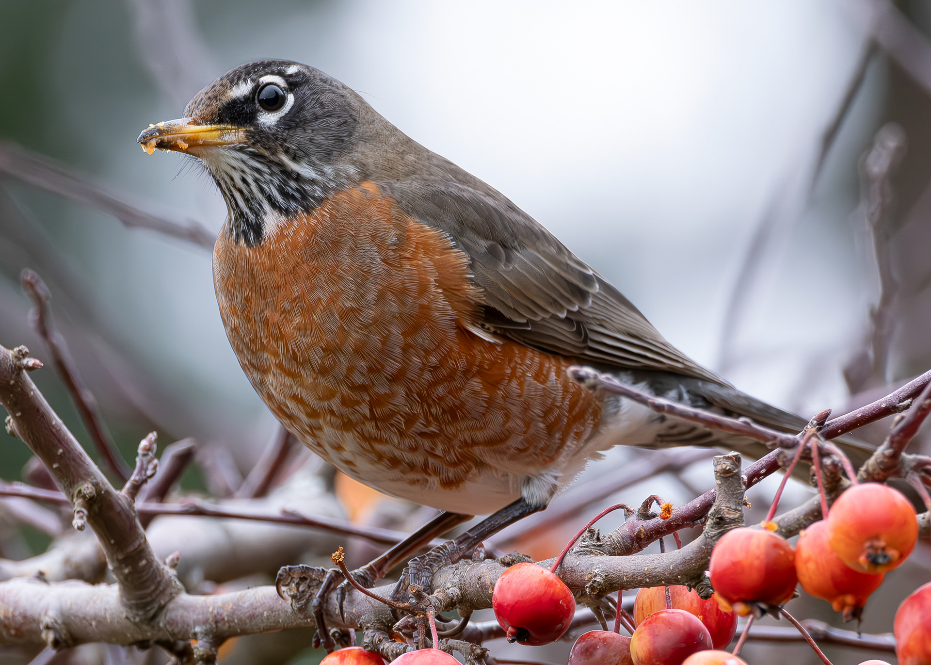 American Robin, Kjargaard Road