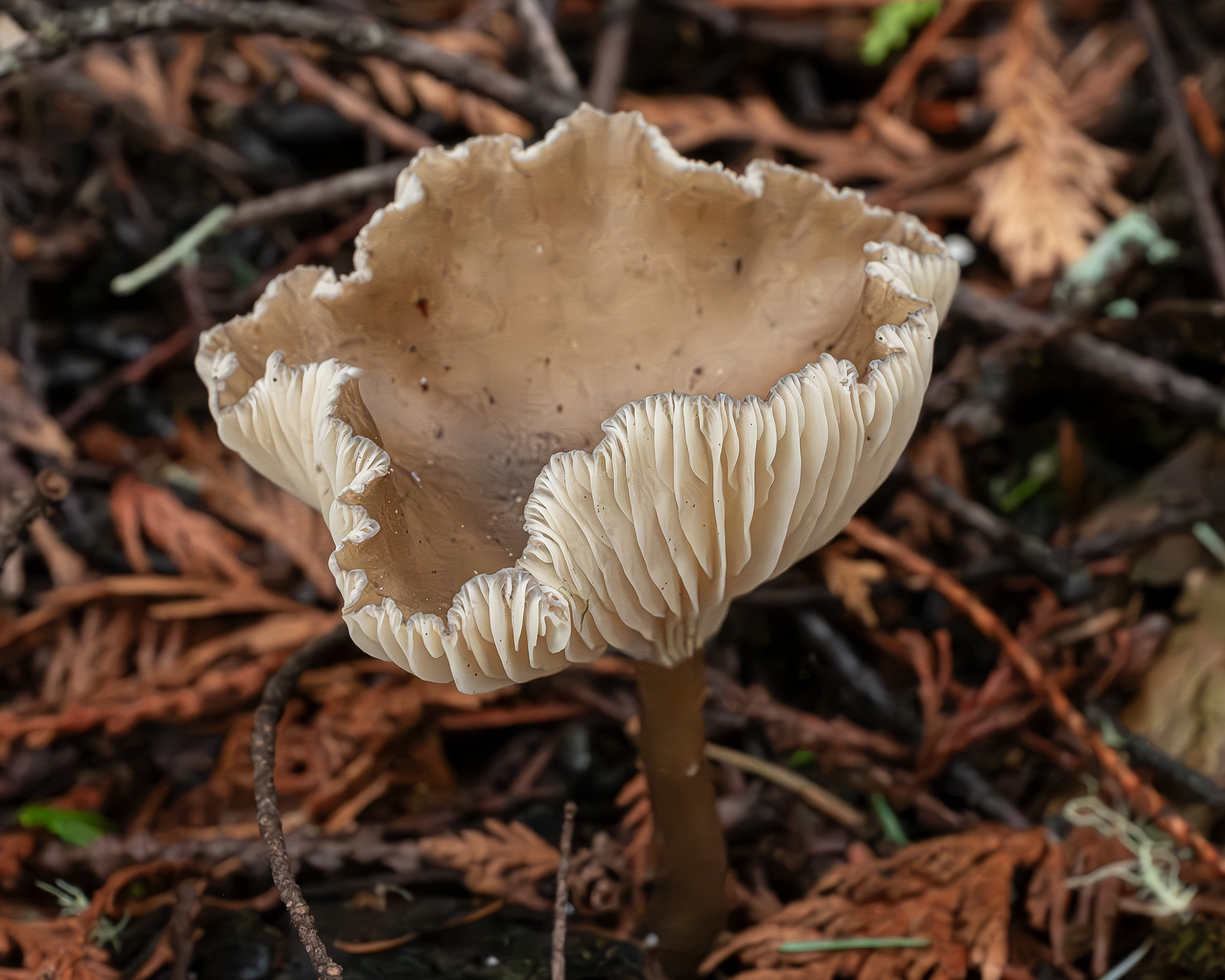 Club-foot (Ampulloclitocybe clavipes), Spencer Spit Preserve