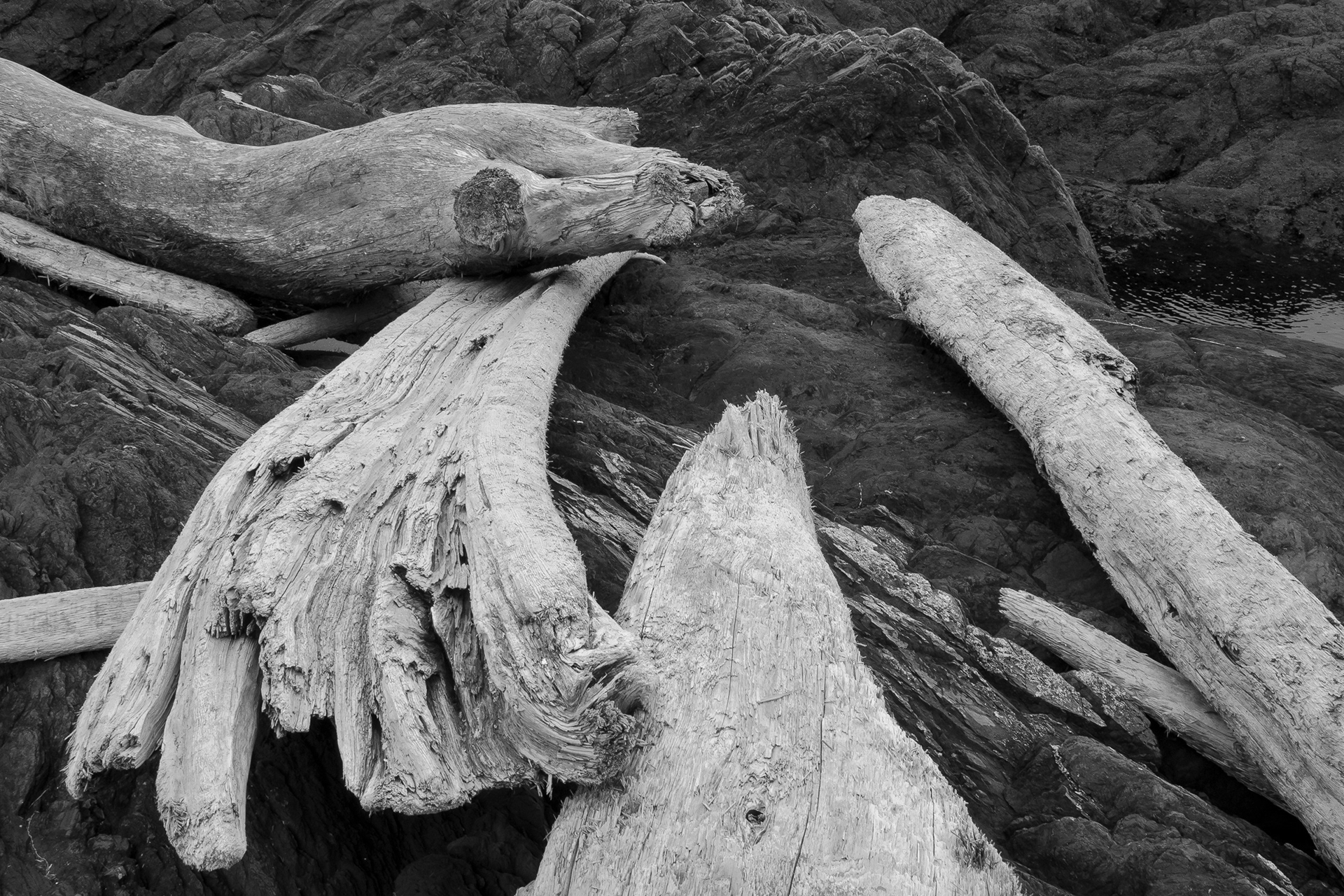 Tree bones, Iceberg Point