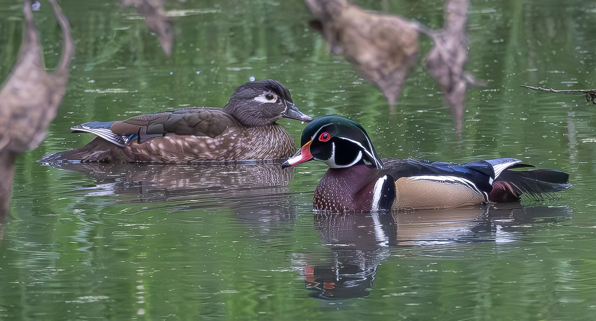 Wood Ducks, Cross Road