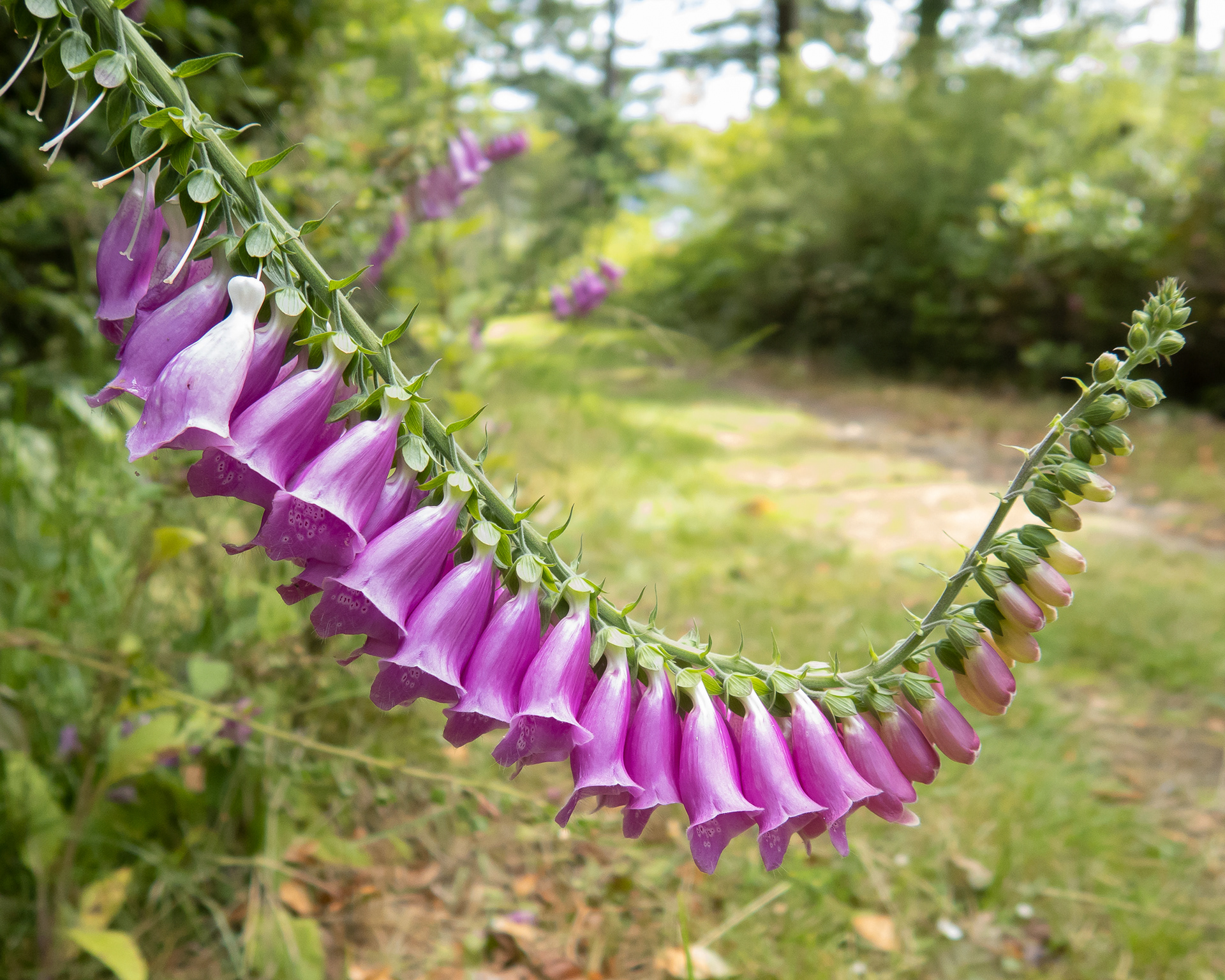 Foxglove (Digitalis purpurea), Spencer Spit
