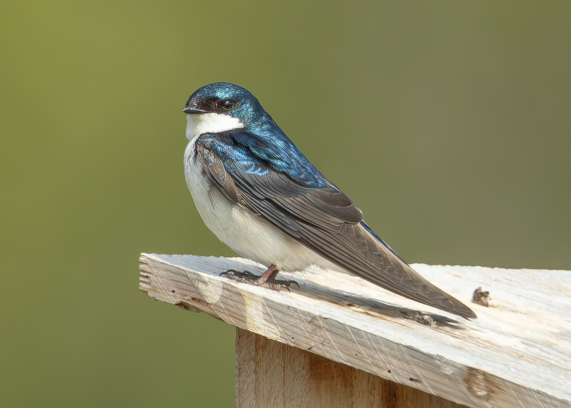 Tree Swallow, Richardson