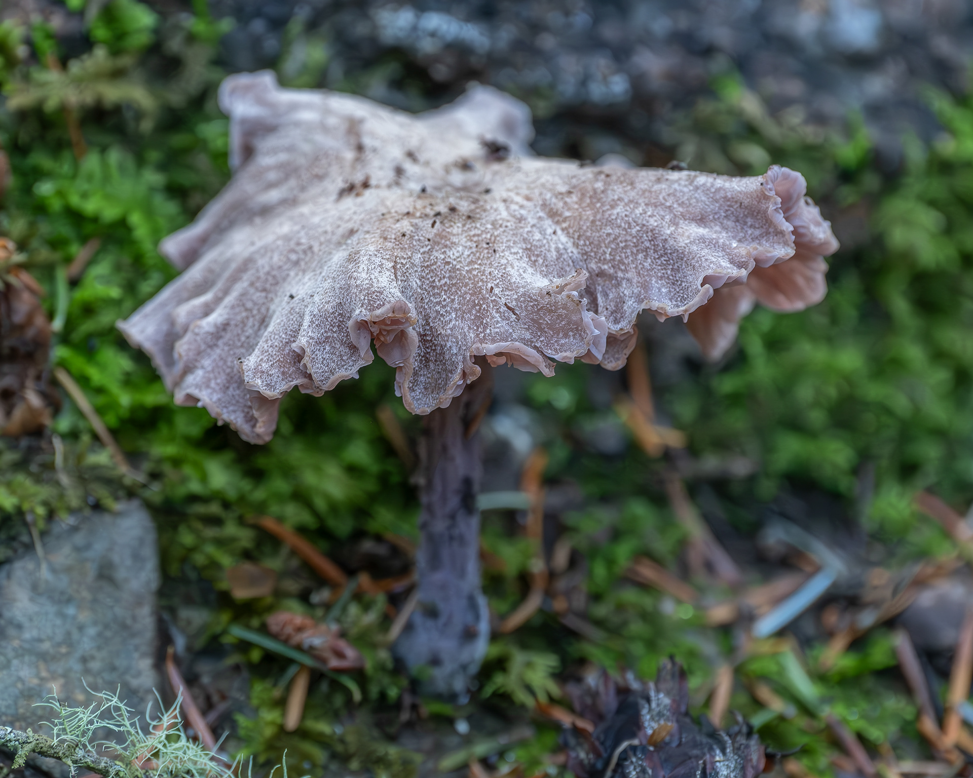 Amethyst deceiver (Laccaria amethystina), Lopez Hill