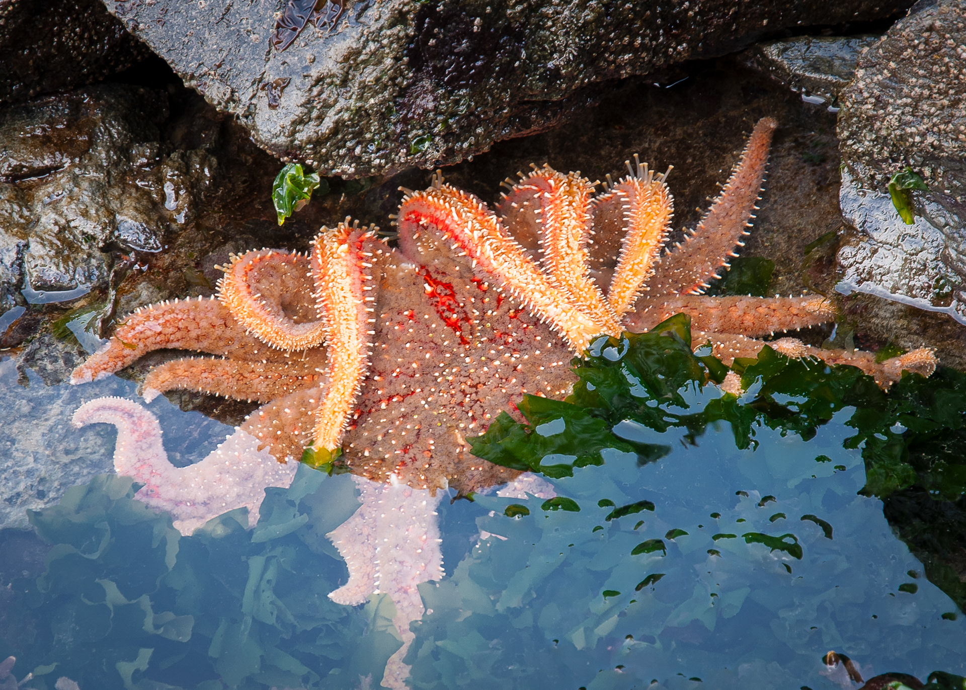 Sunflower Star, Shark Reef