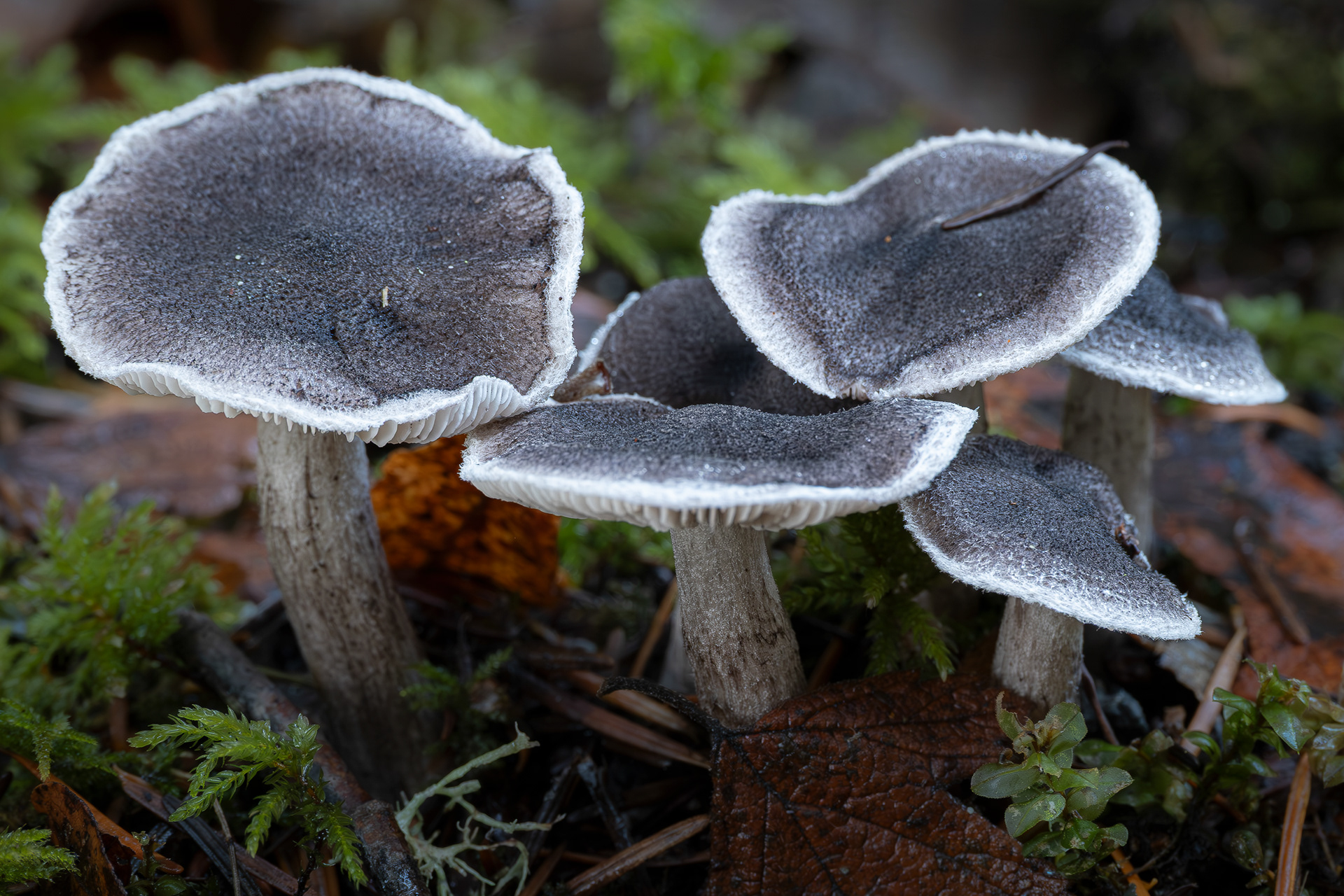 Grey knight (Tricholoma terreum), Hummel Lake