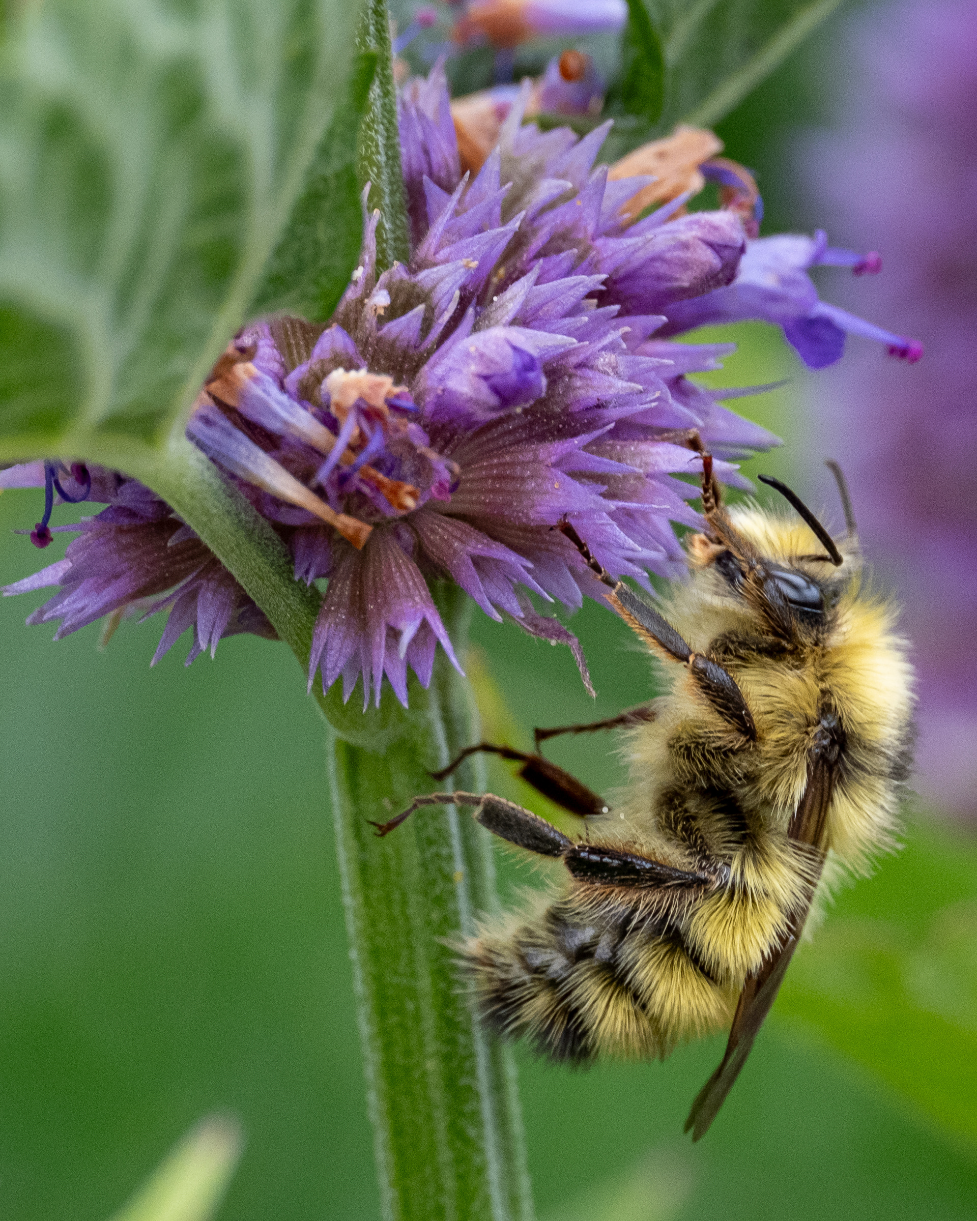 Yellow-fronted Bumble Bee (Bombus flavifrons), Kjargaard Road