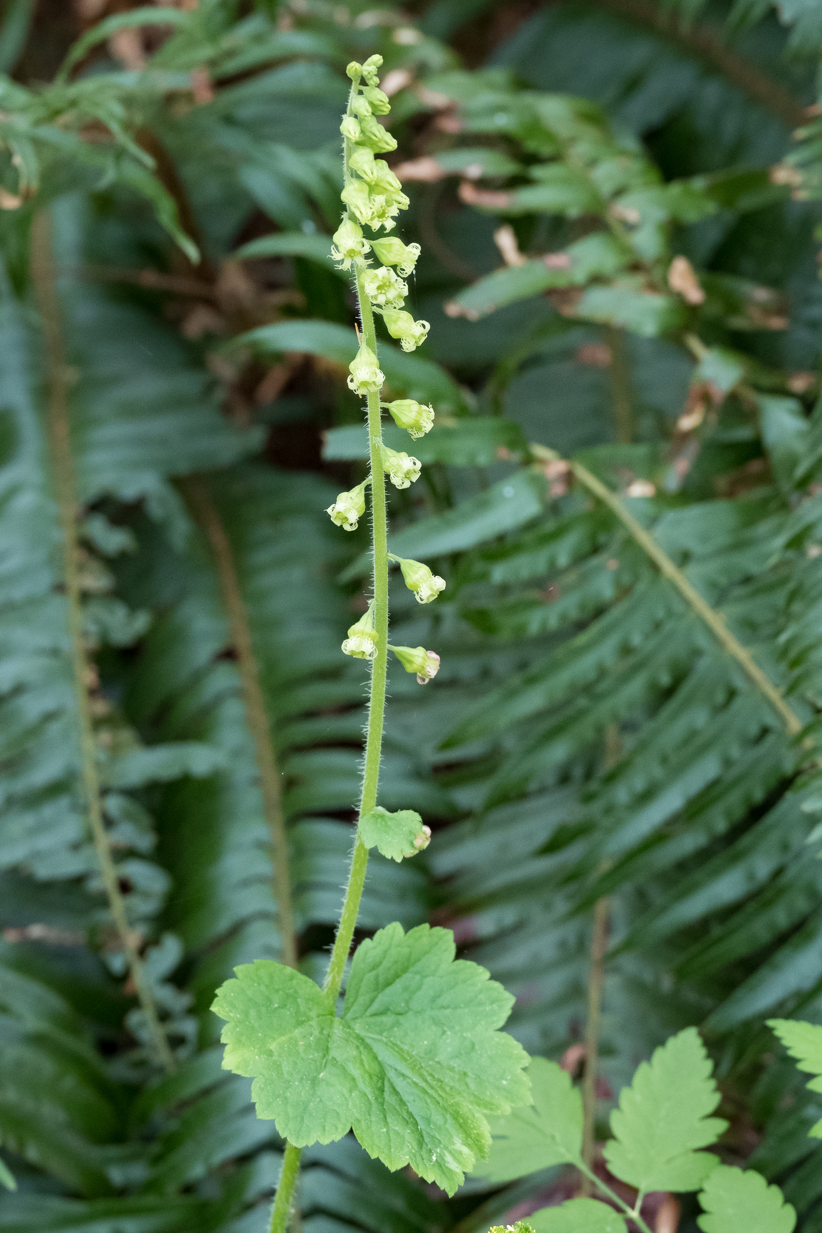 Fringecup (Tellima grandiflora), Watmough