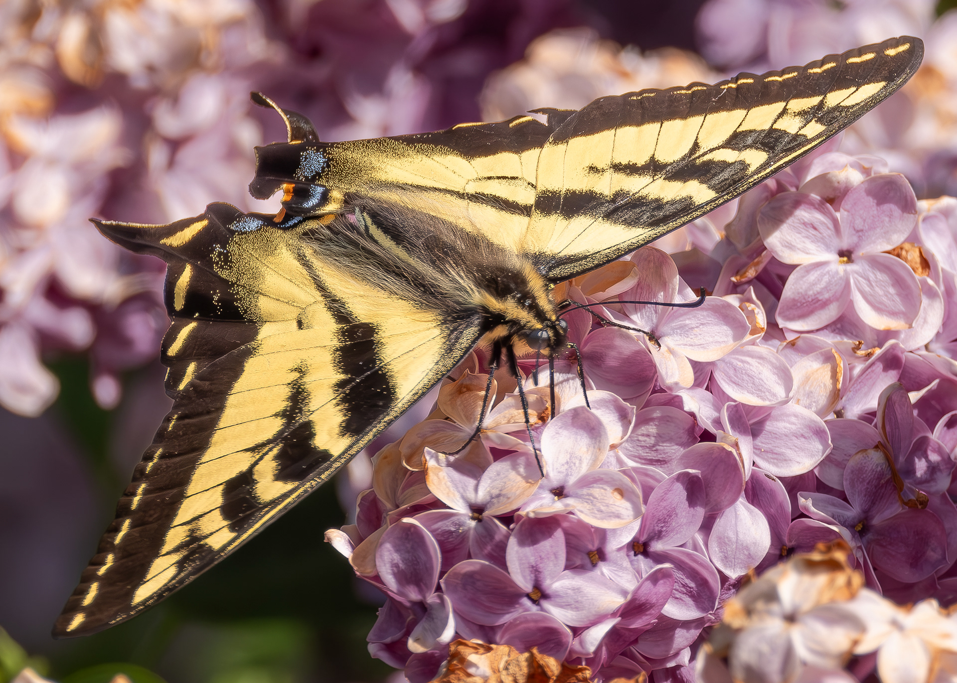 Western Tiger Swallowtail (Papilio rutulus), Kjargaard Road