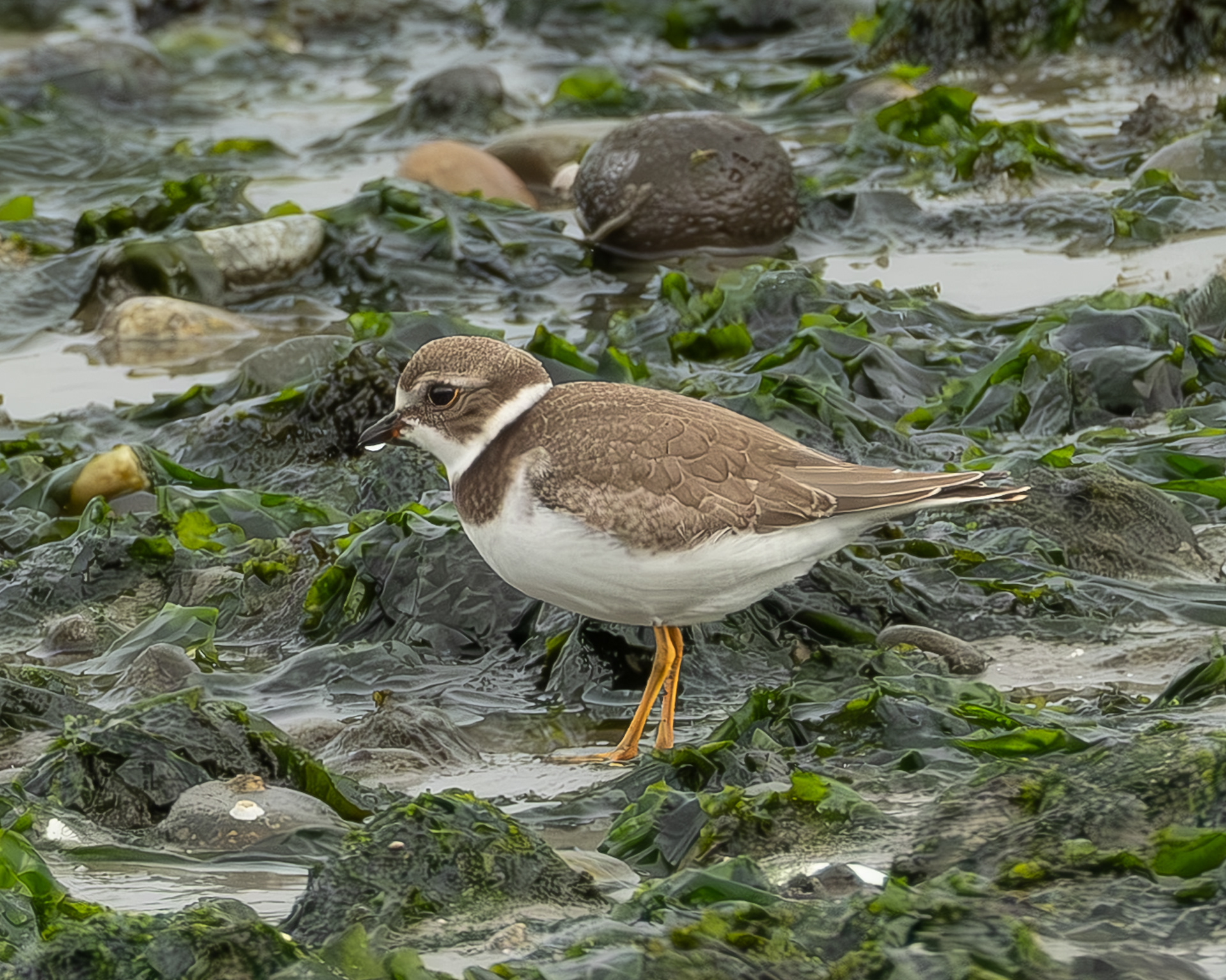 Semipalmated Plover, Fisherman Bay Spit
