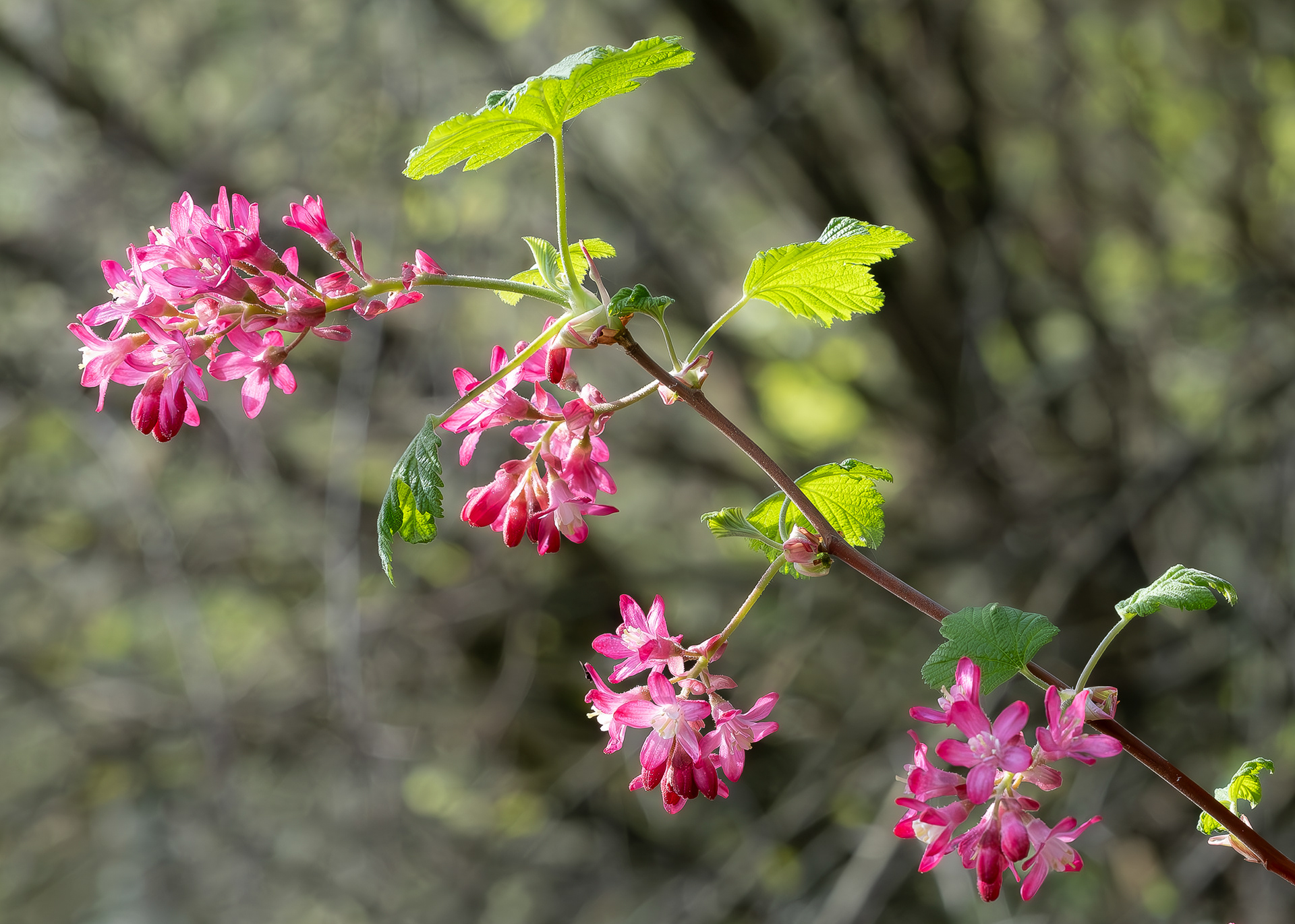 Red-flowering currant, (Ribes sanguineum), Spencer Spit