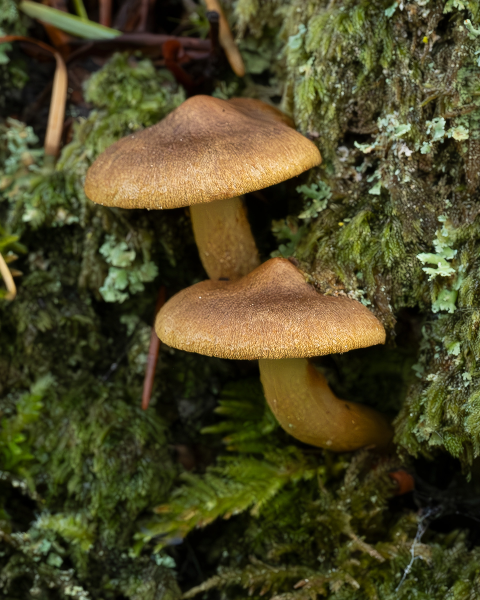 Surprise webcap (Cortinarius semisanguineus), Chadwick Hill