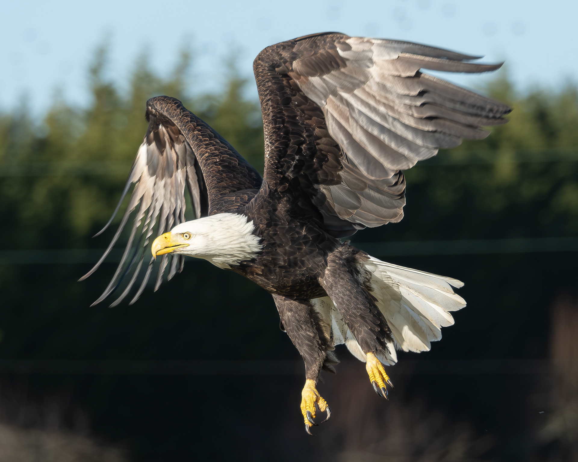 Bald Eagle, Kjargaard Road