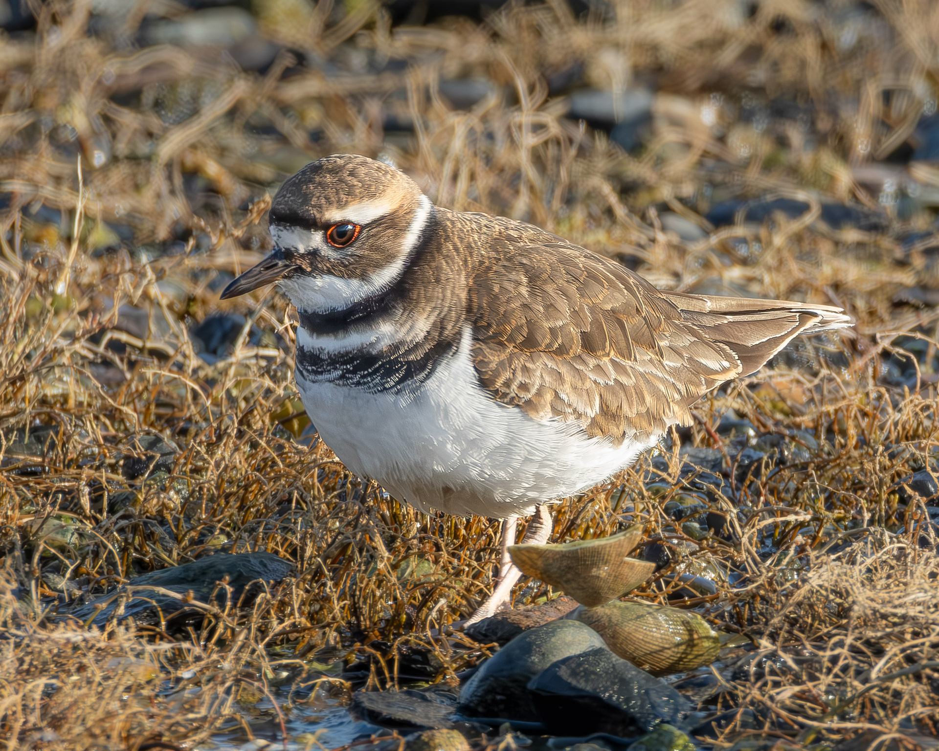 Killdeer, Weeks Wetland Preserve