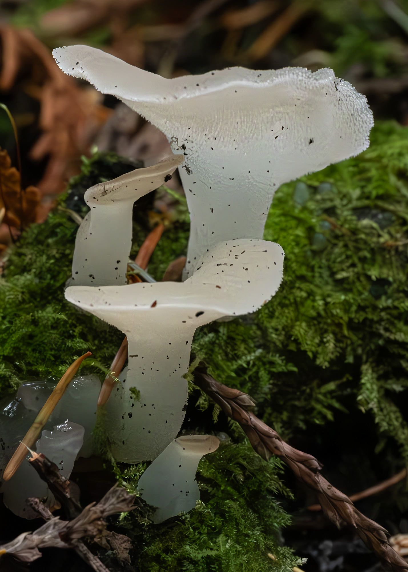 Toothed jelly fungus (Pseudohydnum gelatinosum), Hummel Lake Preserve