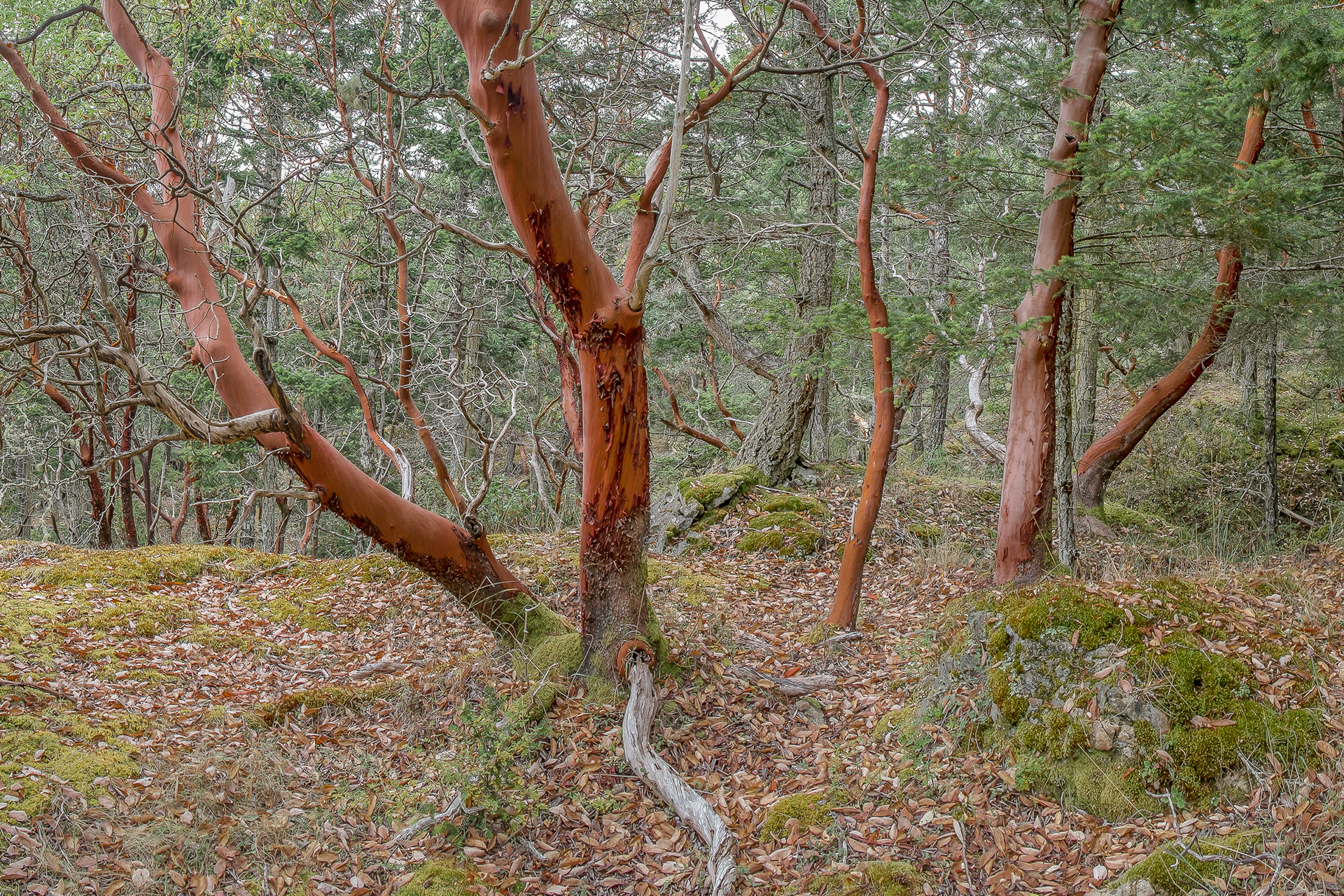 Madronas, Chadwick Hill