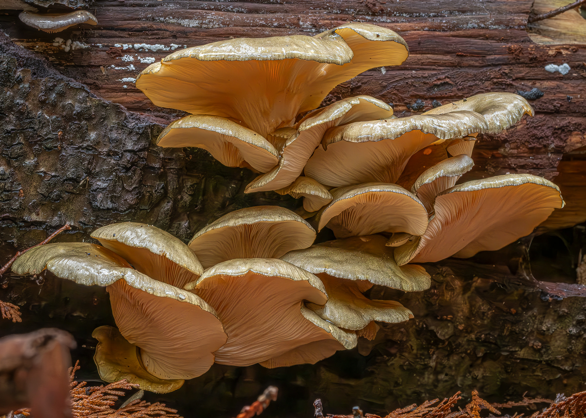 Late fall oyster mushroom (Panellus serotinus), Hummel Lake