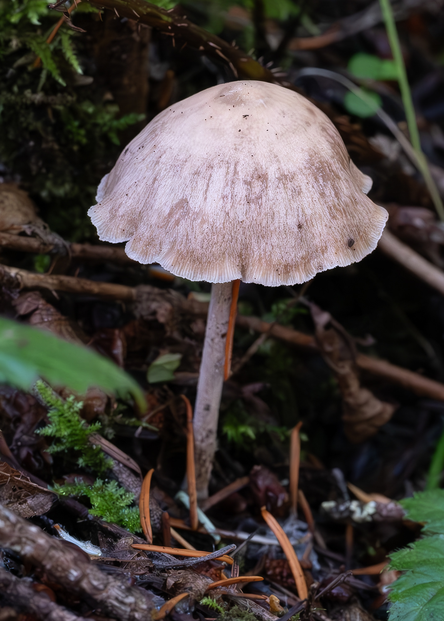 Wood woolyfoot (Gymnopus peronatus), Lopez Hill