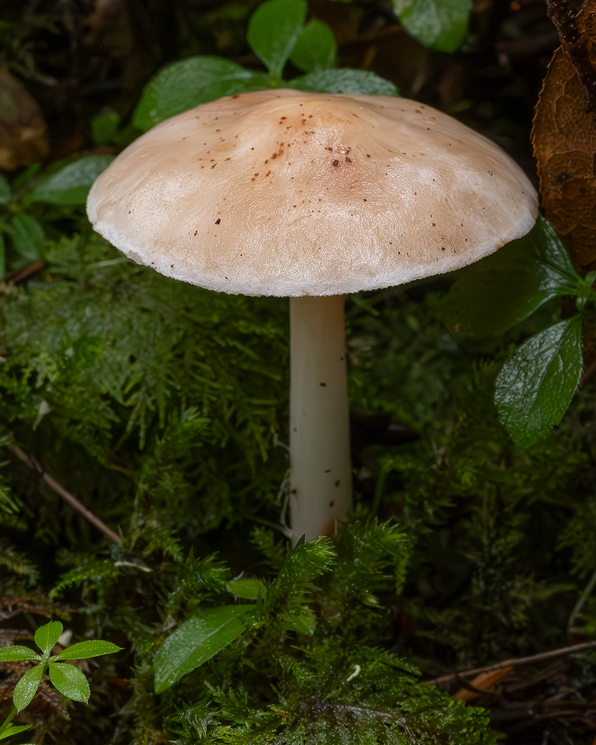 Spotted toughshank (Rhodocollybia maculata), Point Colville