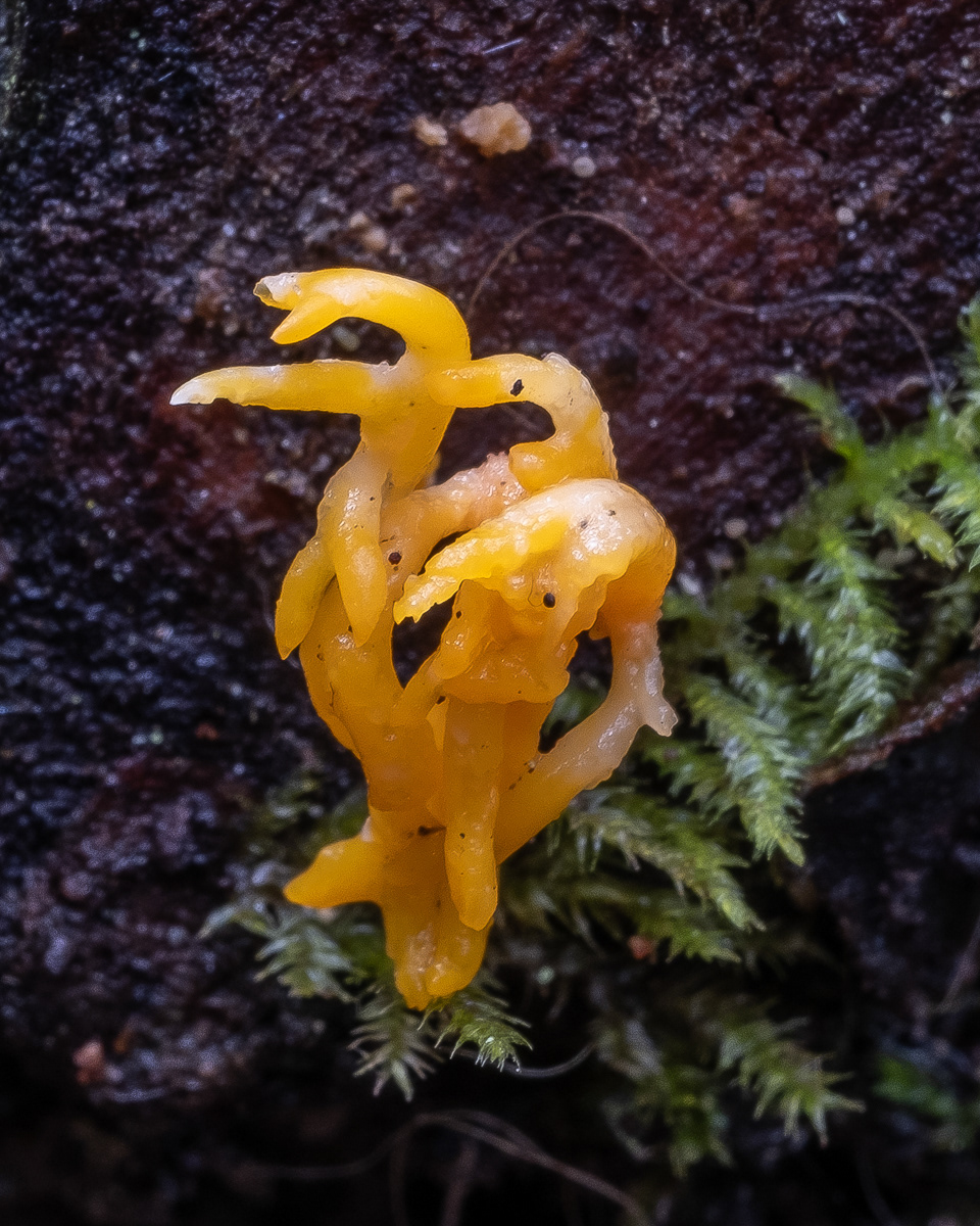 Club-like tuning fork (Calocera cornea), Point Colville