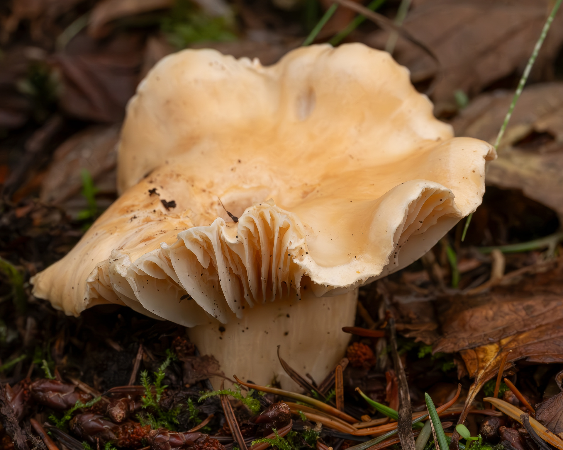 Meadow waxcap (Cuphophyllus pratensis), Richardson Marsh Preserve