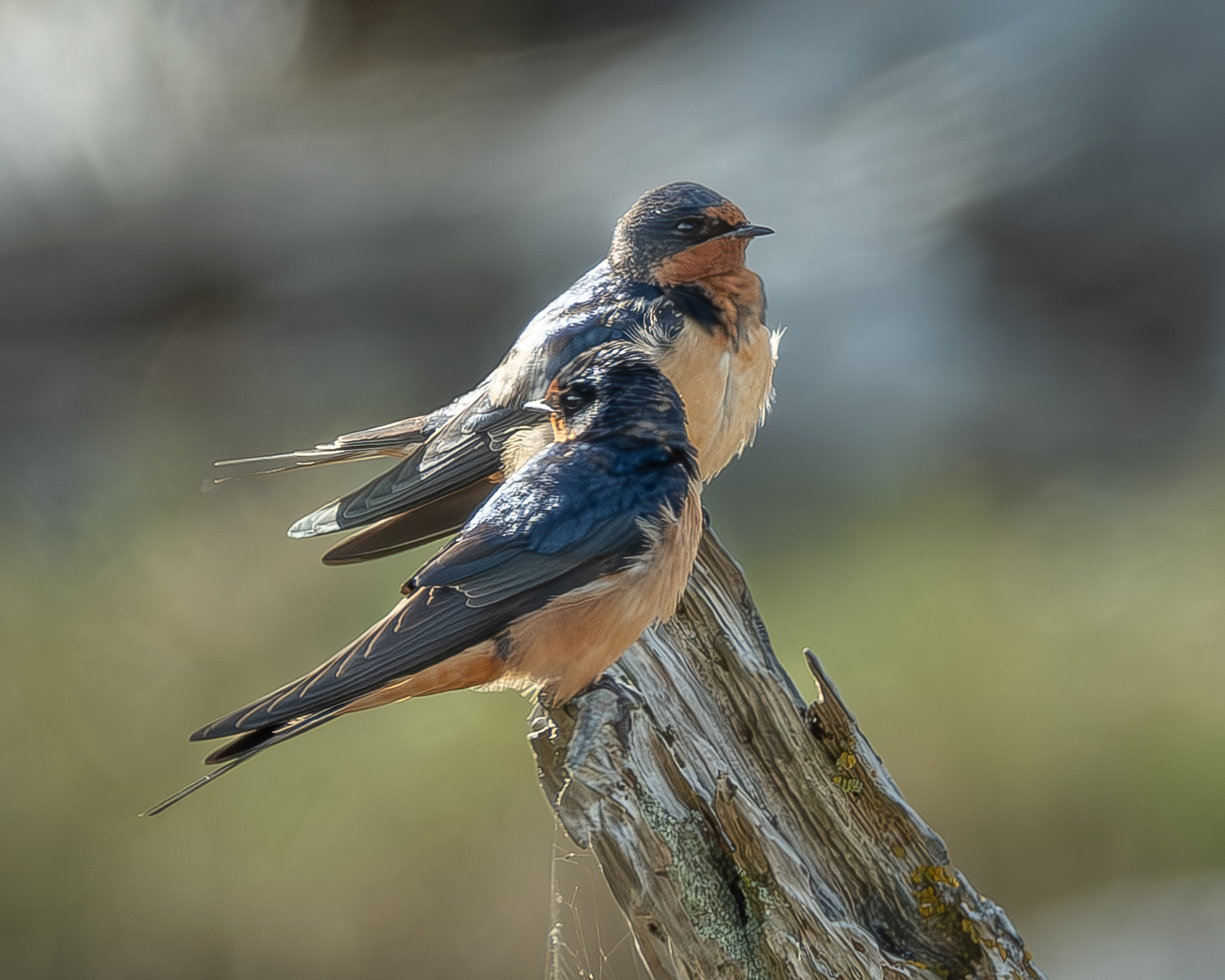 Barn Swallow, Weeks Wetland Preserve